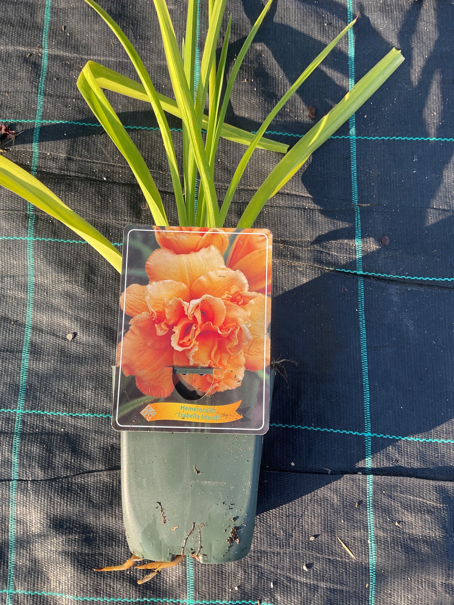 Hemerocallis ‘Isabella Marafi’ P11x11