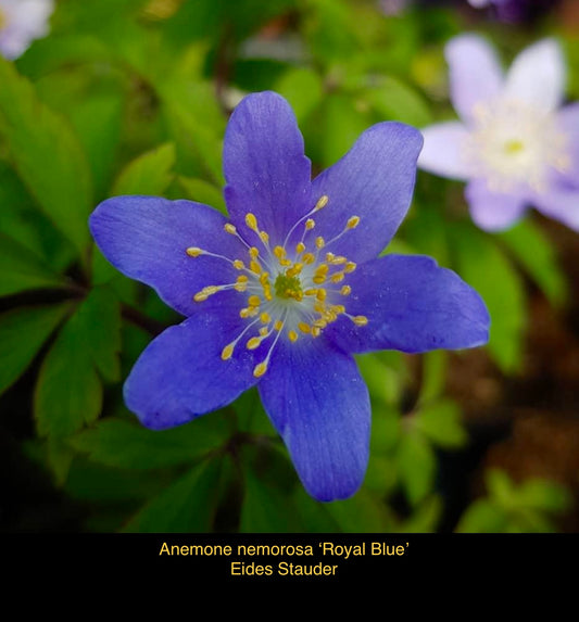 Anemone nemorosa ‘Royal Blue’ P11