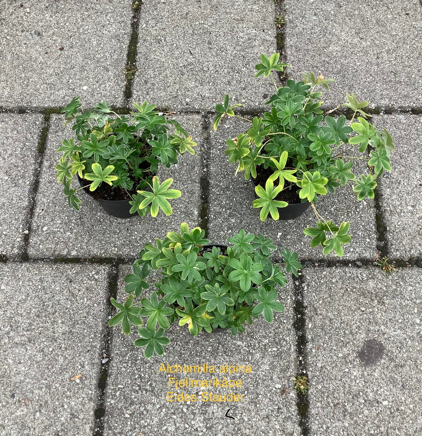 Alchemilla alpina Koll. 6 stk