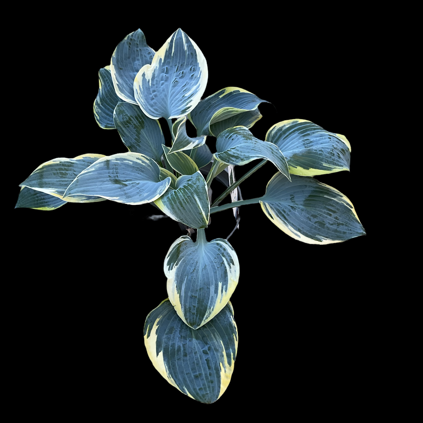 Hosta ‘First Frost’ P15