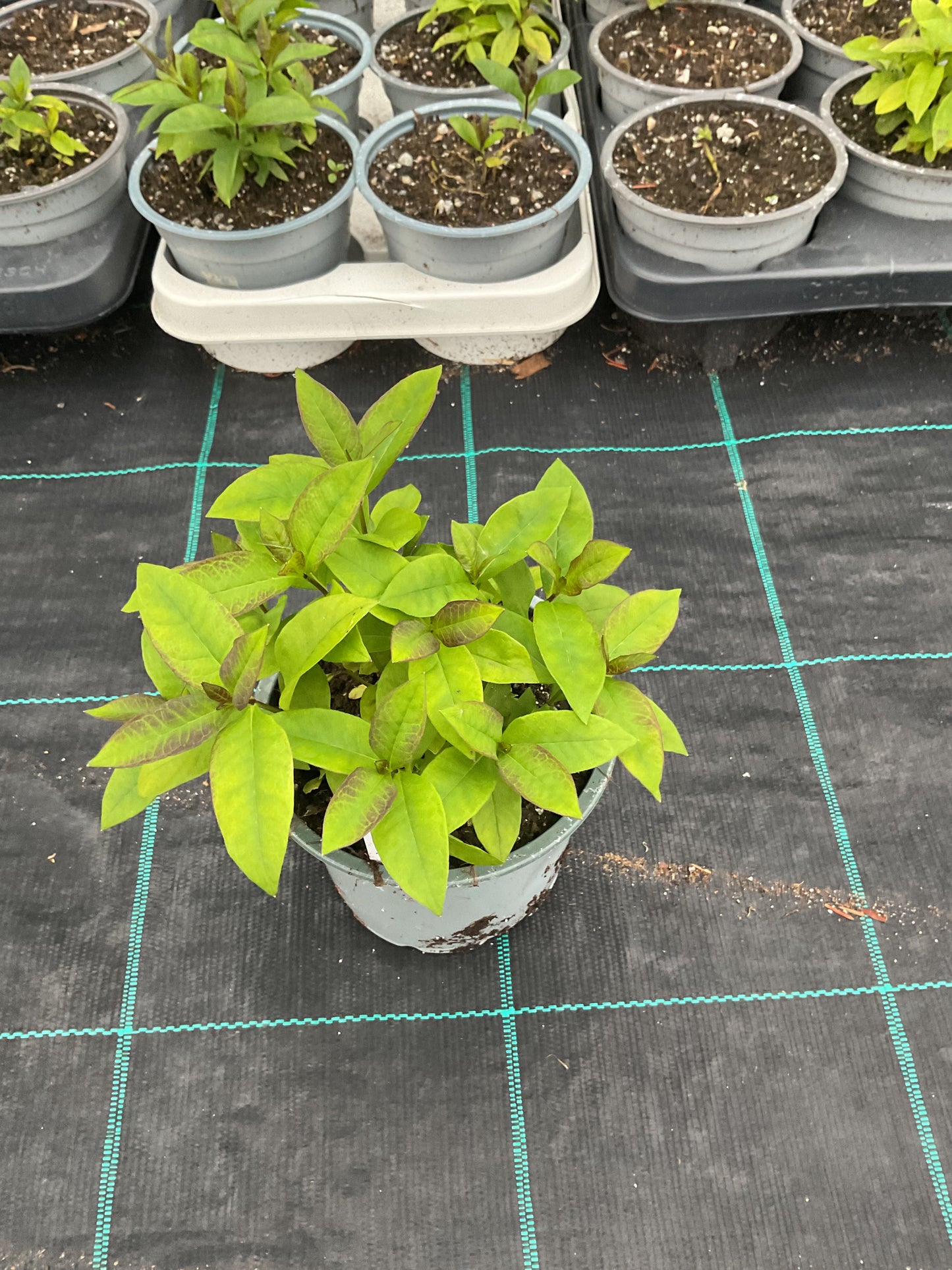 Phlox paniculata ‘Neon Flare’ P 13