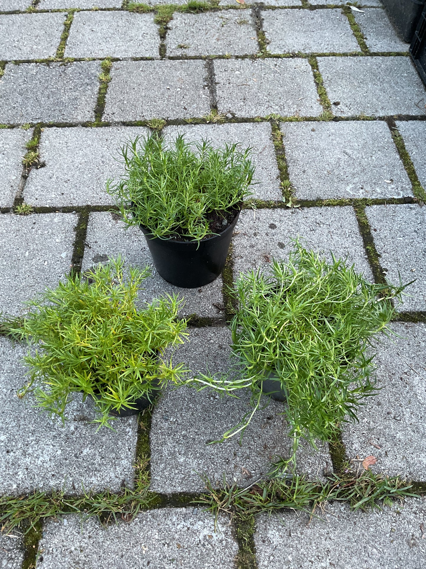 Gentiana x macaulayi ‘Kidbrooke Seedling’ P19