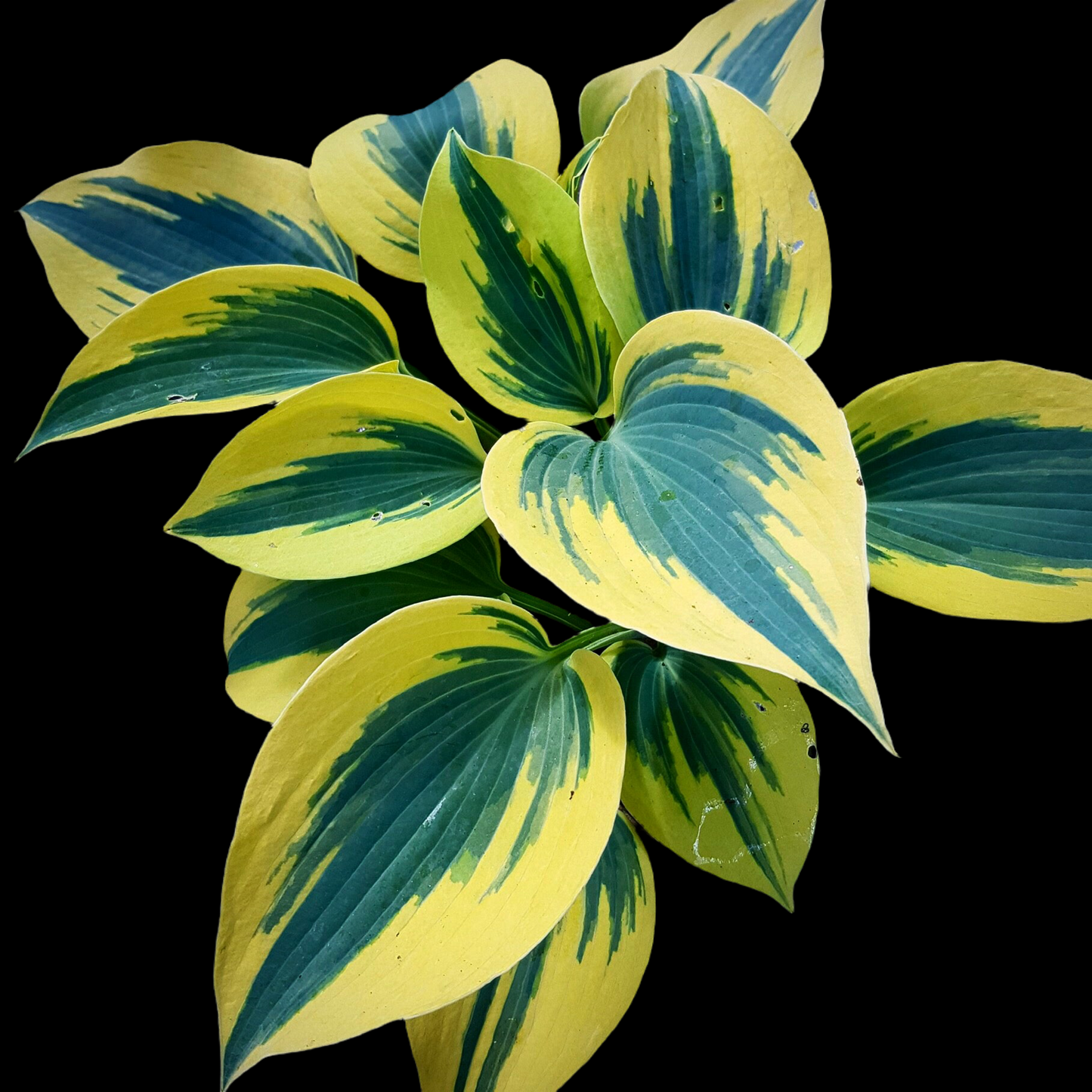 Hosta ‘Autumn Frost’ P15