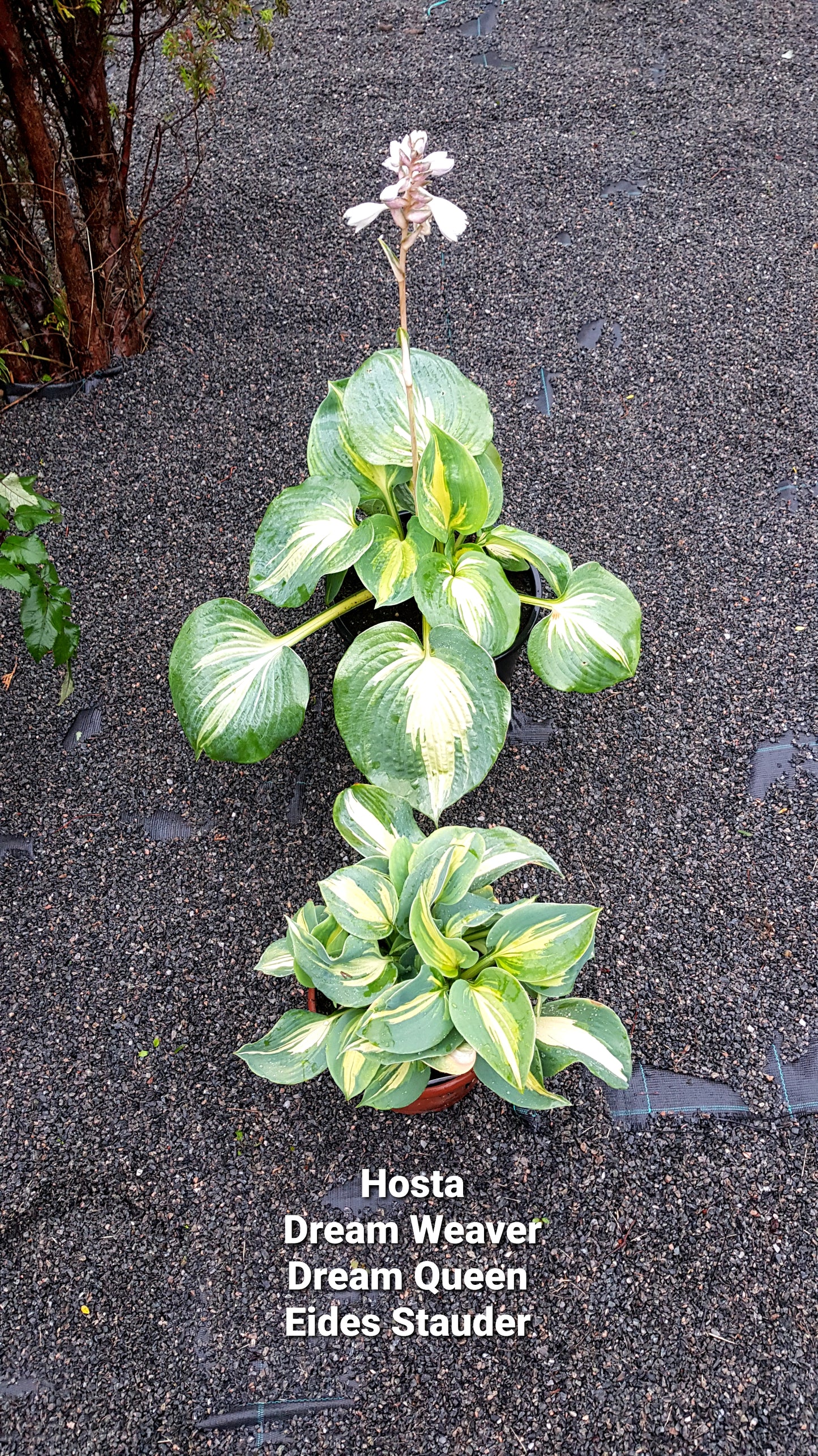 Hosta ‘Dream Weaver’