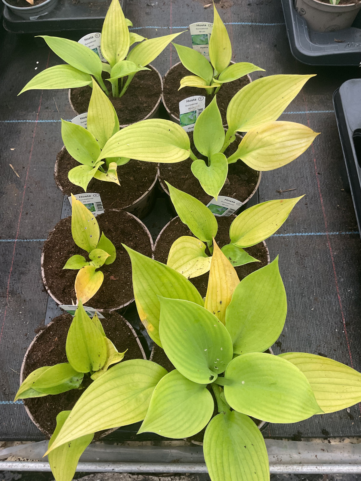 Hosta ‘Sumsational’ P17