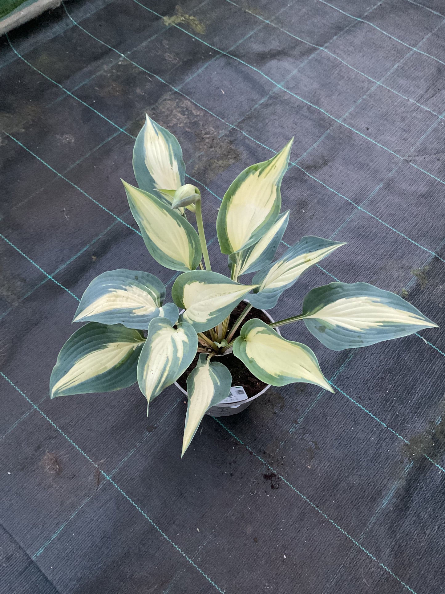 Hosta ‘Extasy’ P15