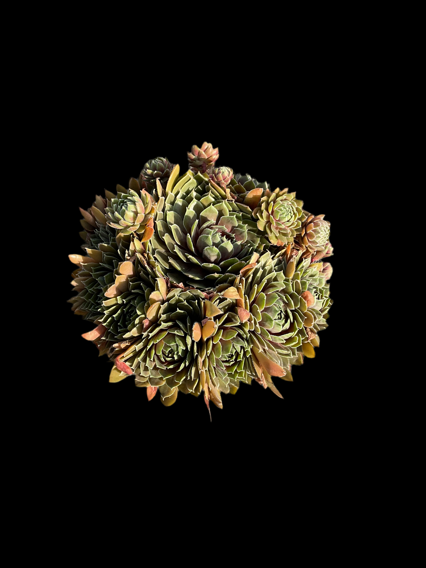 Sempervivum ‘Big Sam’™️’Coral Grey’ P17