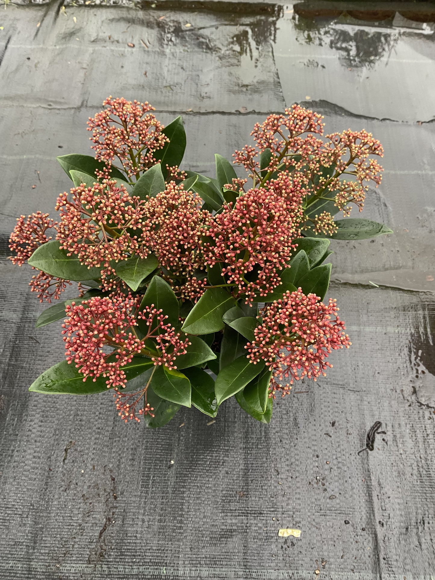 Skimmia japonica ‘Rubella’ p11