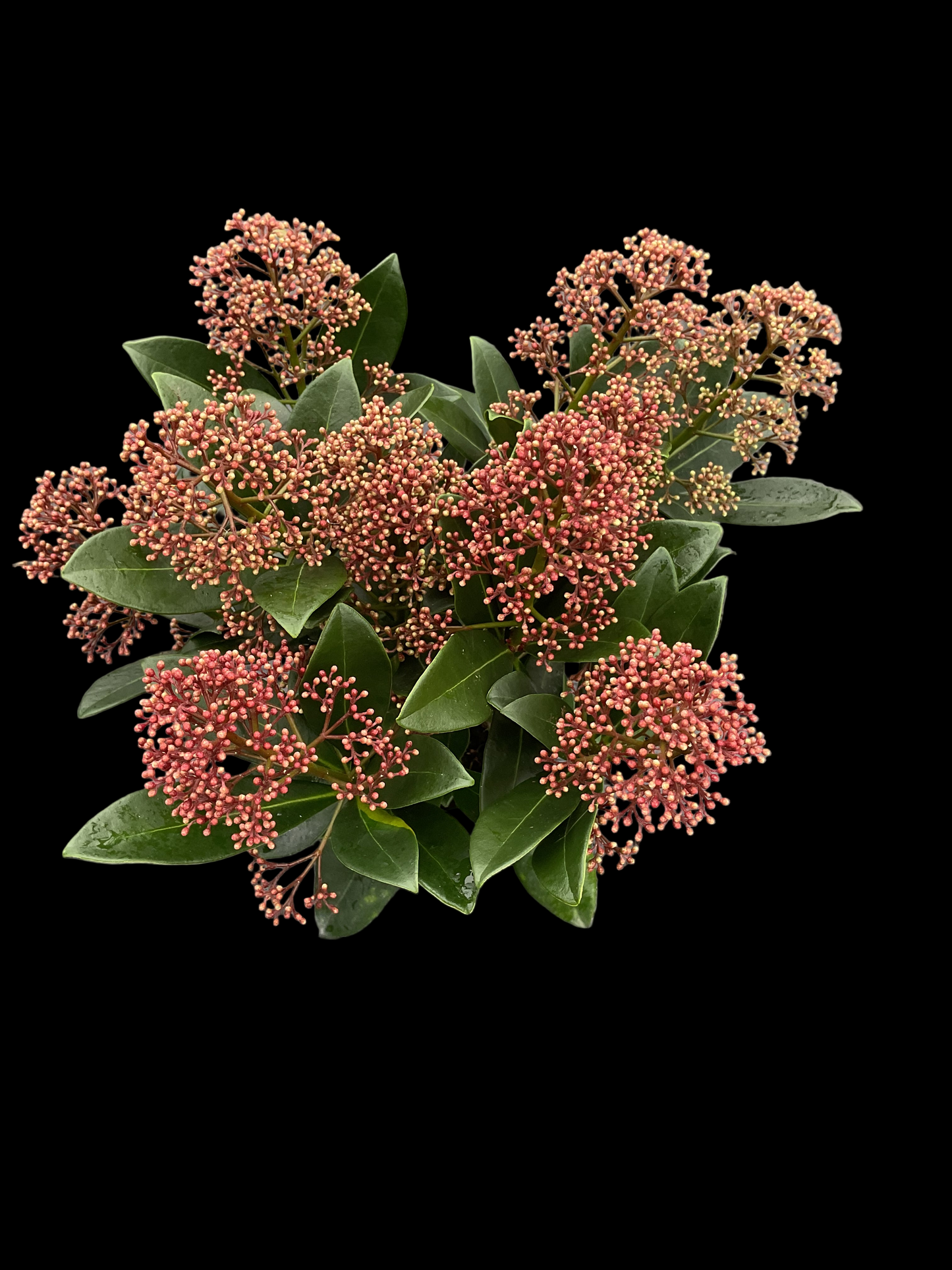 Skimmia japonica ‘Rubella’ p11