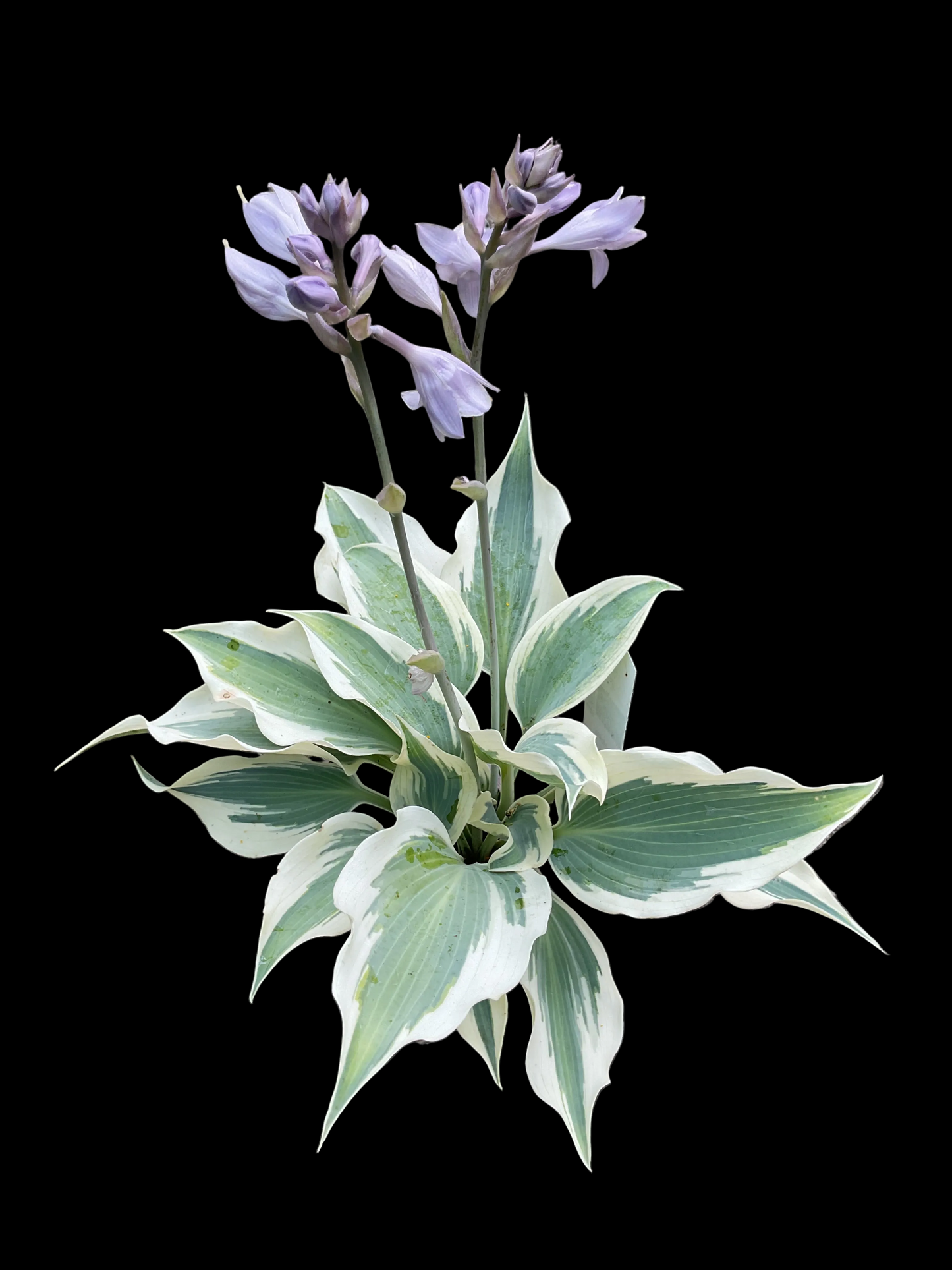 Hosta ‘Firn Line’ P15