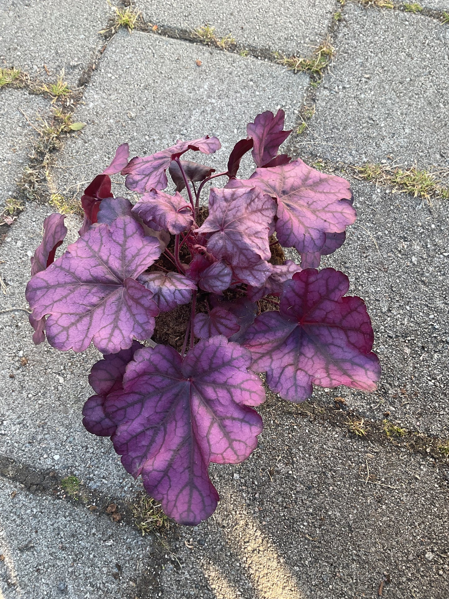 Heuchera ‘Wild Rose’ P15