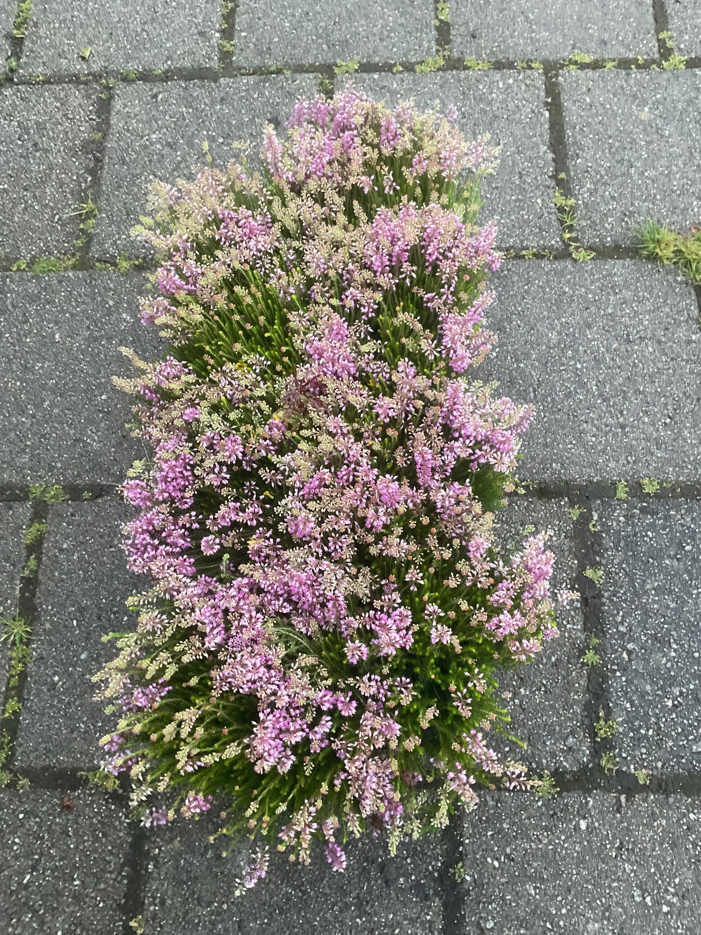 Erica spiculifolia P12