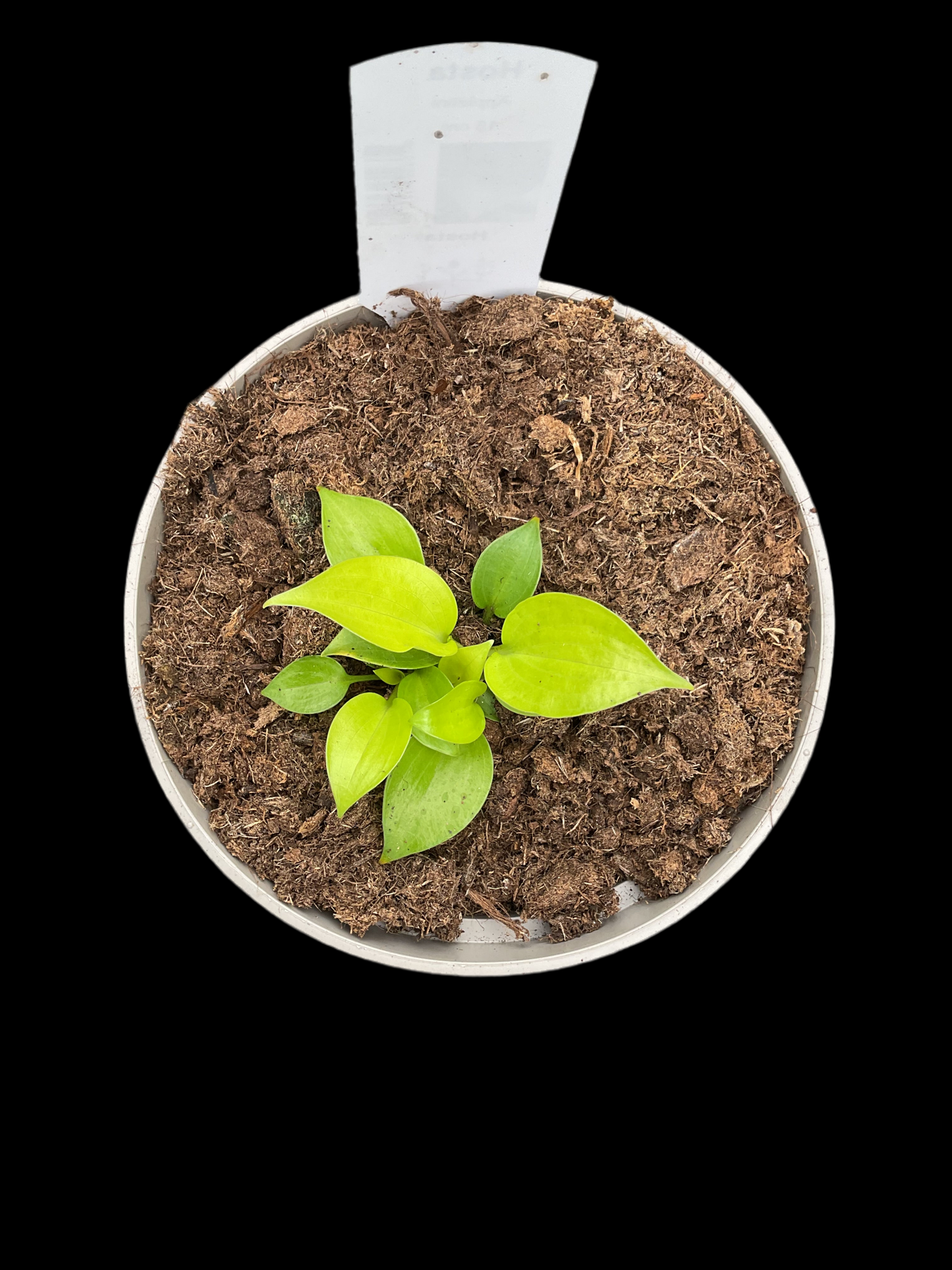Hosta ‘Appletini’ P15