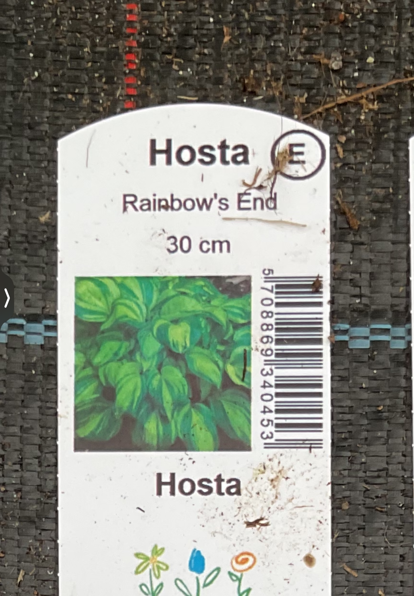 Hosta ‘Rainbow’s End’ P15