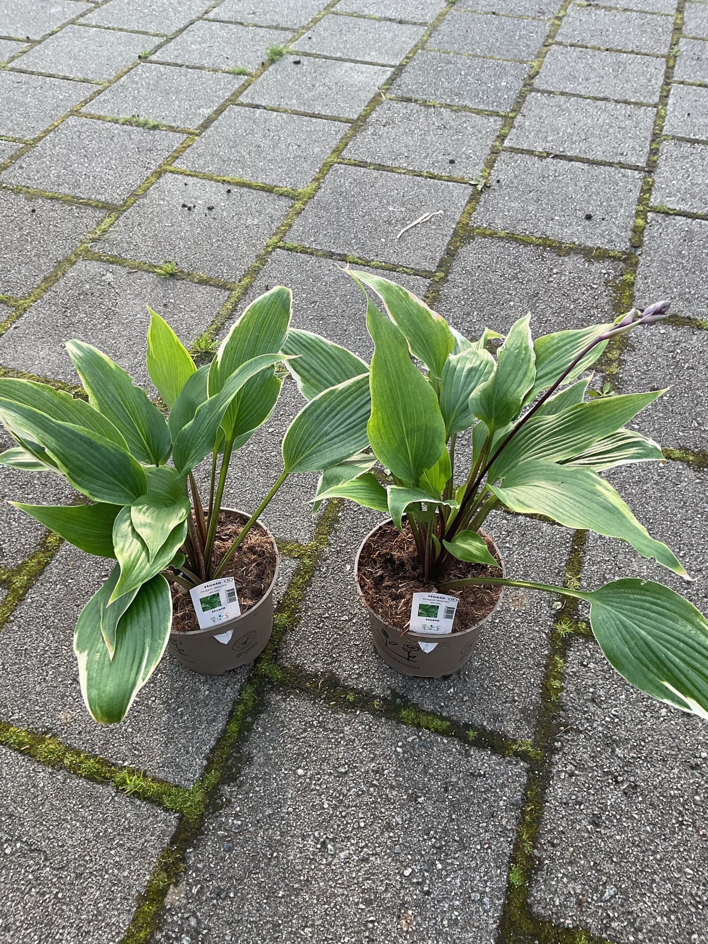 Hosta ‘Dragon Warrier’ P15