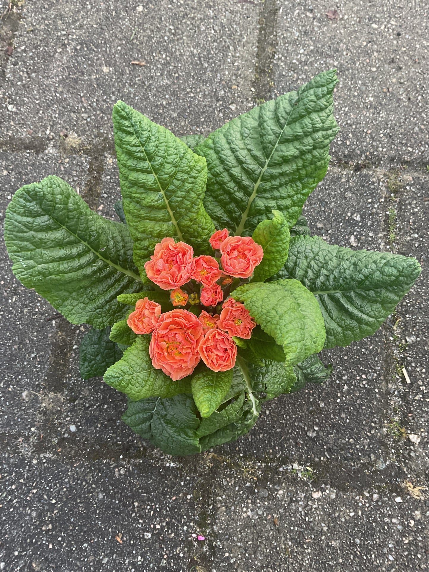 Primula Belarina ‘Nectarine’ P13