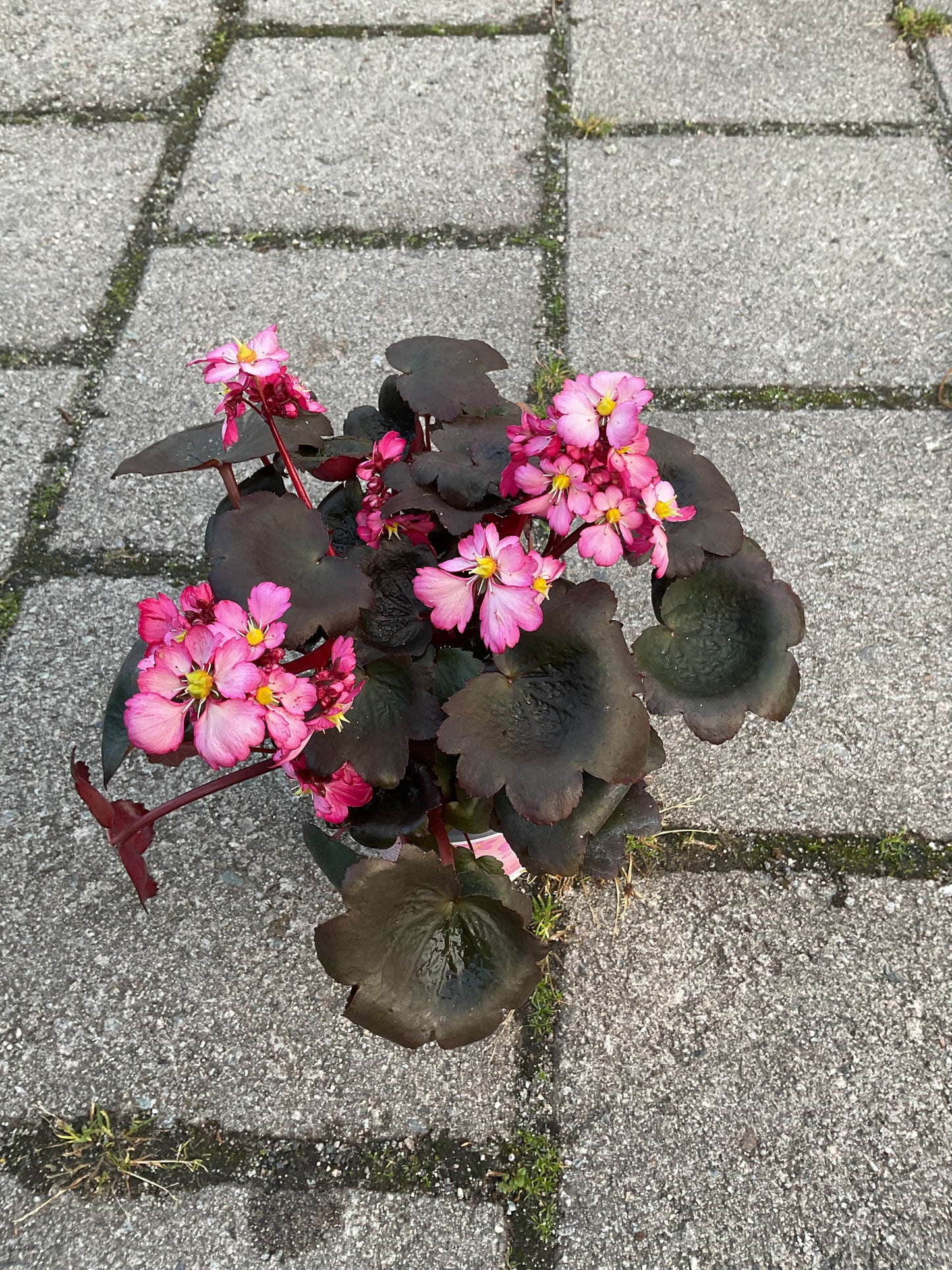 Saxifraga cortusifolia ‘Dancing Pixies Tony’ P13