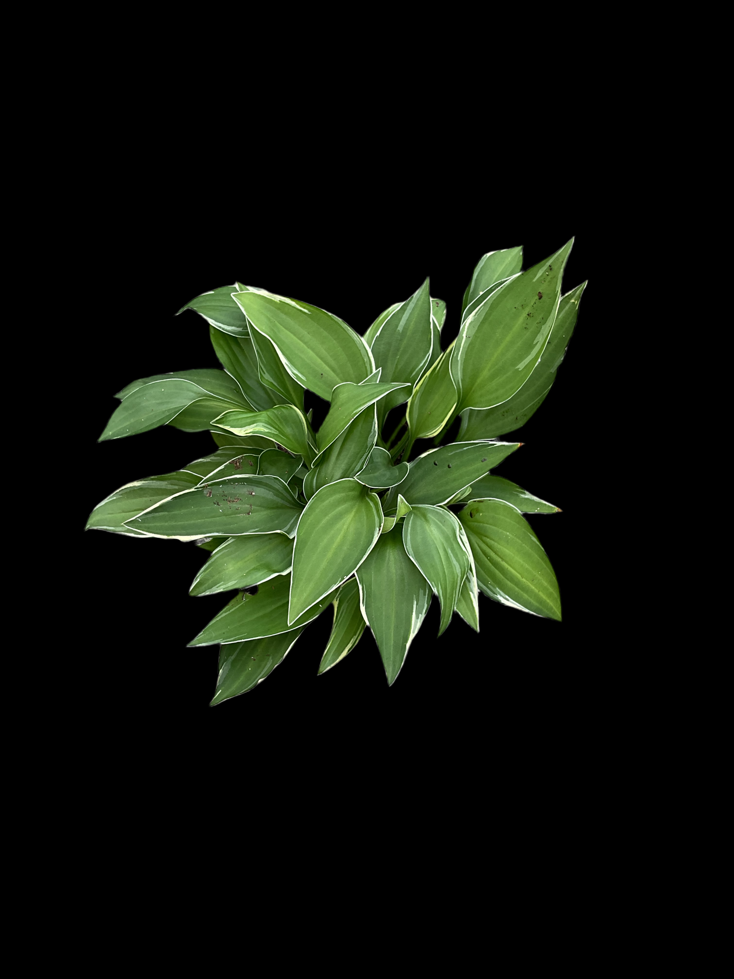 Hosta ‘Allan P. McConnell’ P12