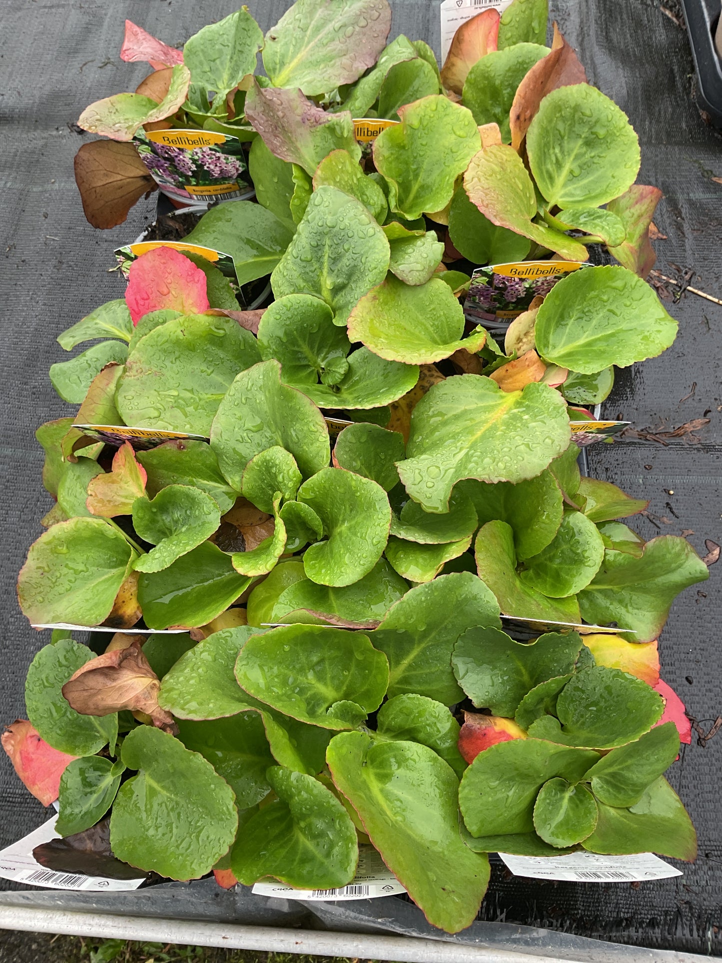 Bergenia cordifolia ‘Rotblum’