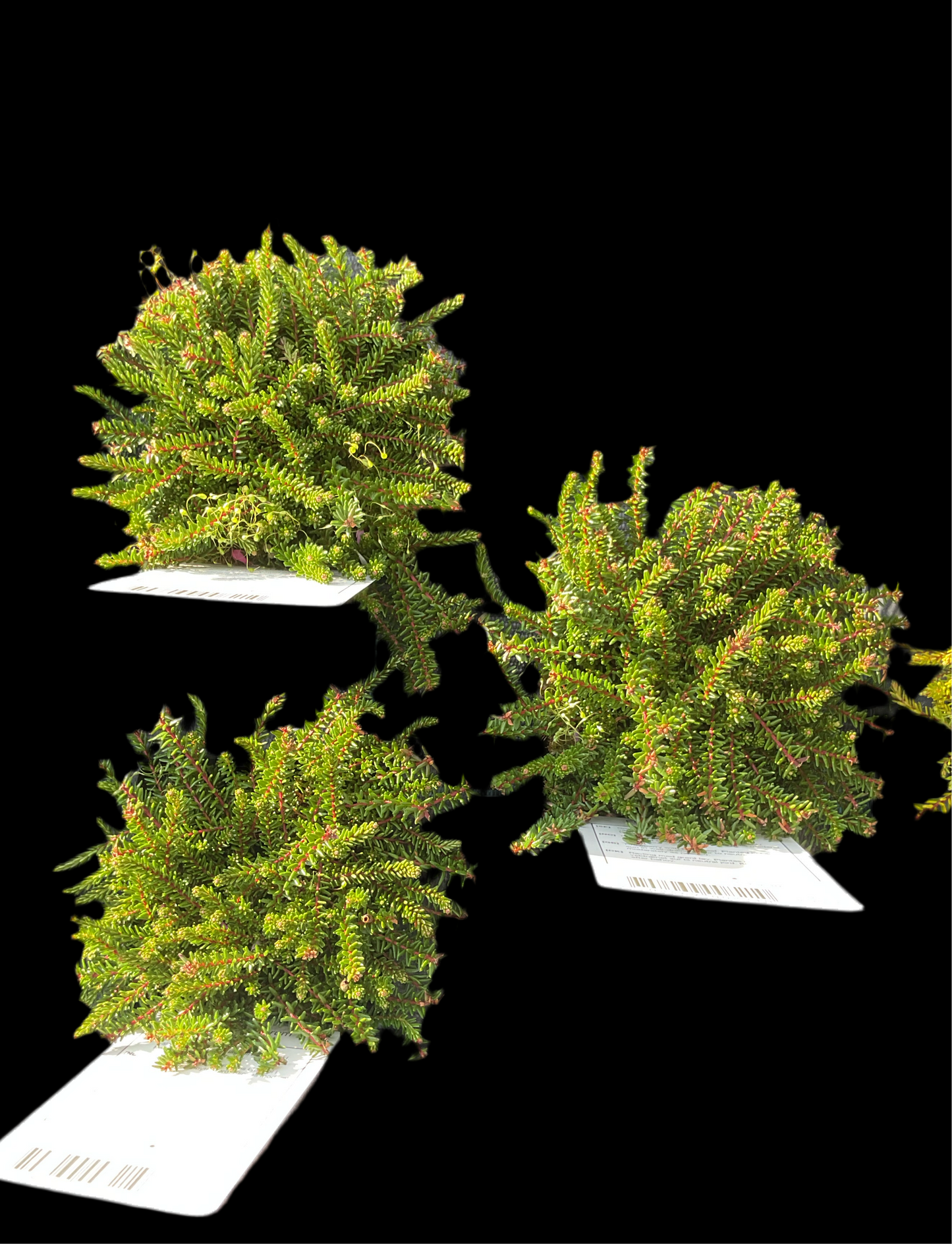 Empetrum nigrum ‘Irland’ P10x10