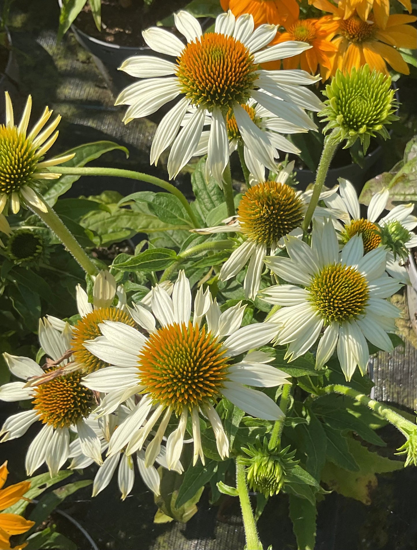 Echinacea purpurea ‘Alba’ P13
