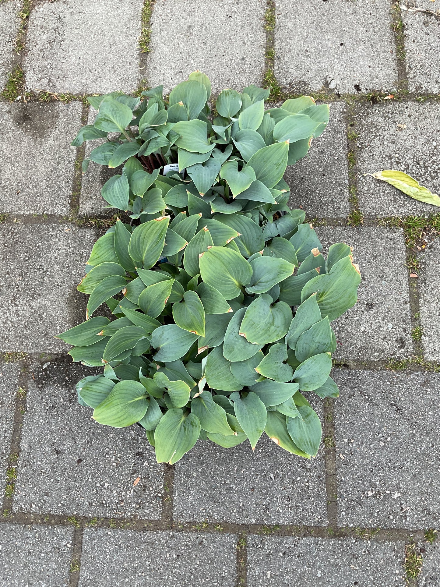 Hosta ‘Red Cadet’