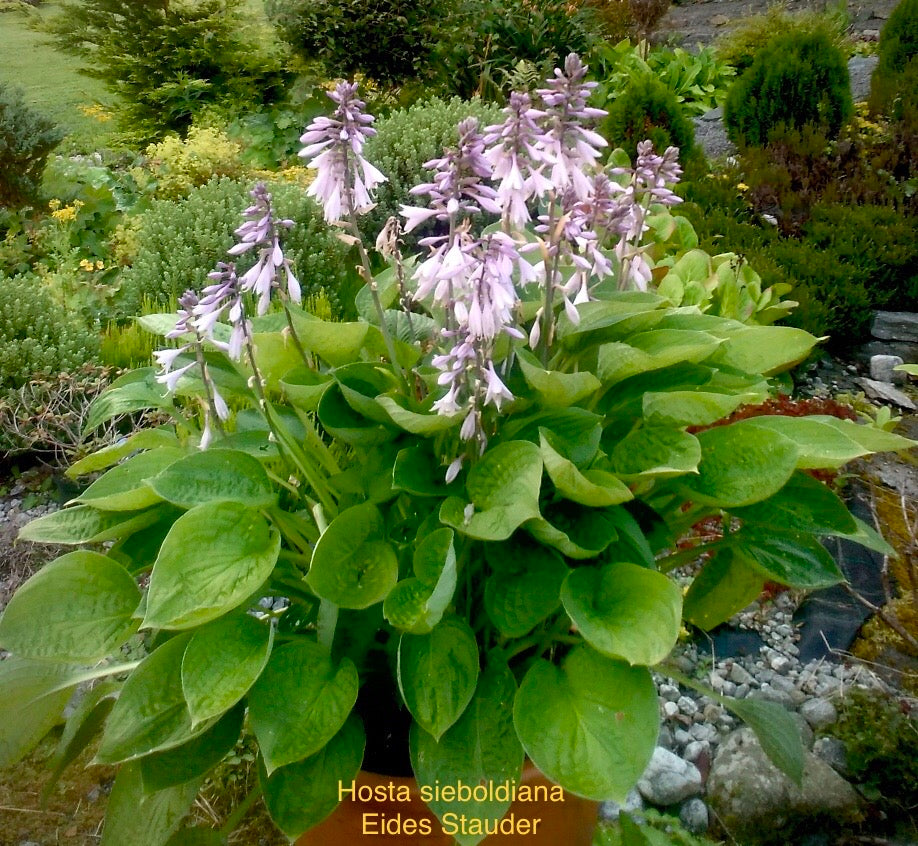 Hosta sieboldiana hybrid