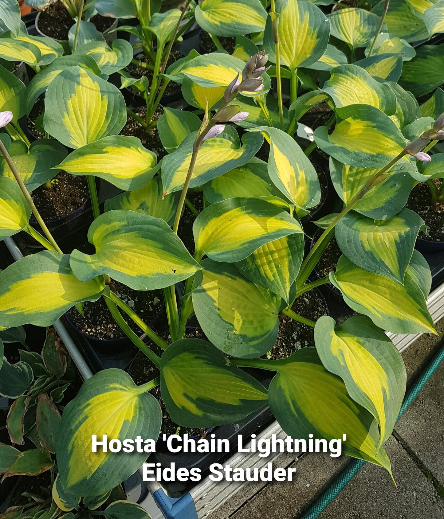 Hosta ‘Chain Lightning’