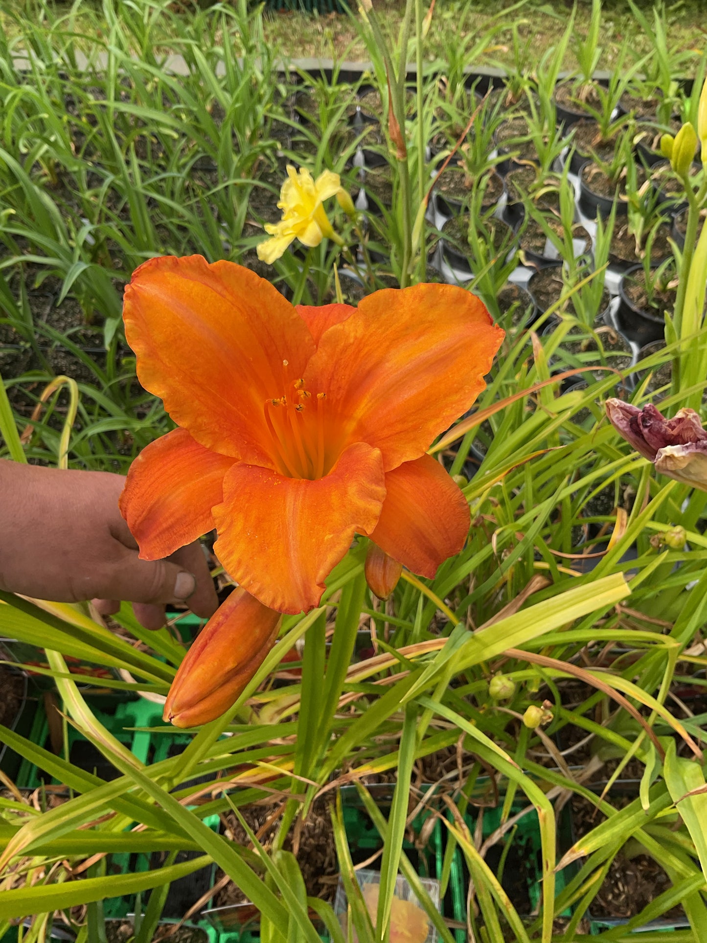 Hemerocallis ‘My Reggae Tiger’ P11x11