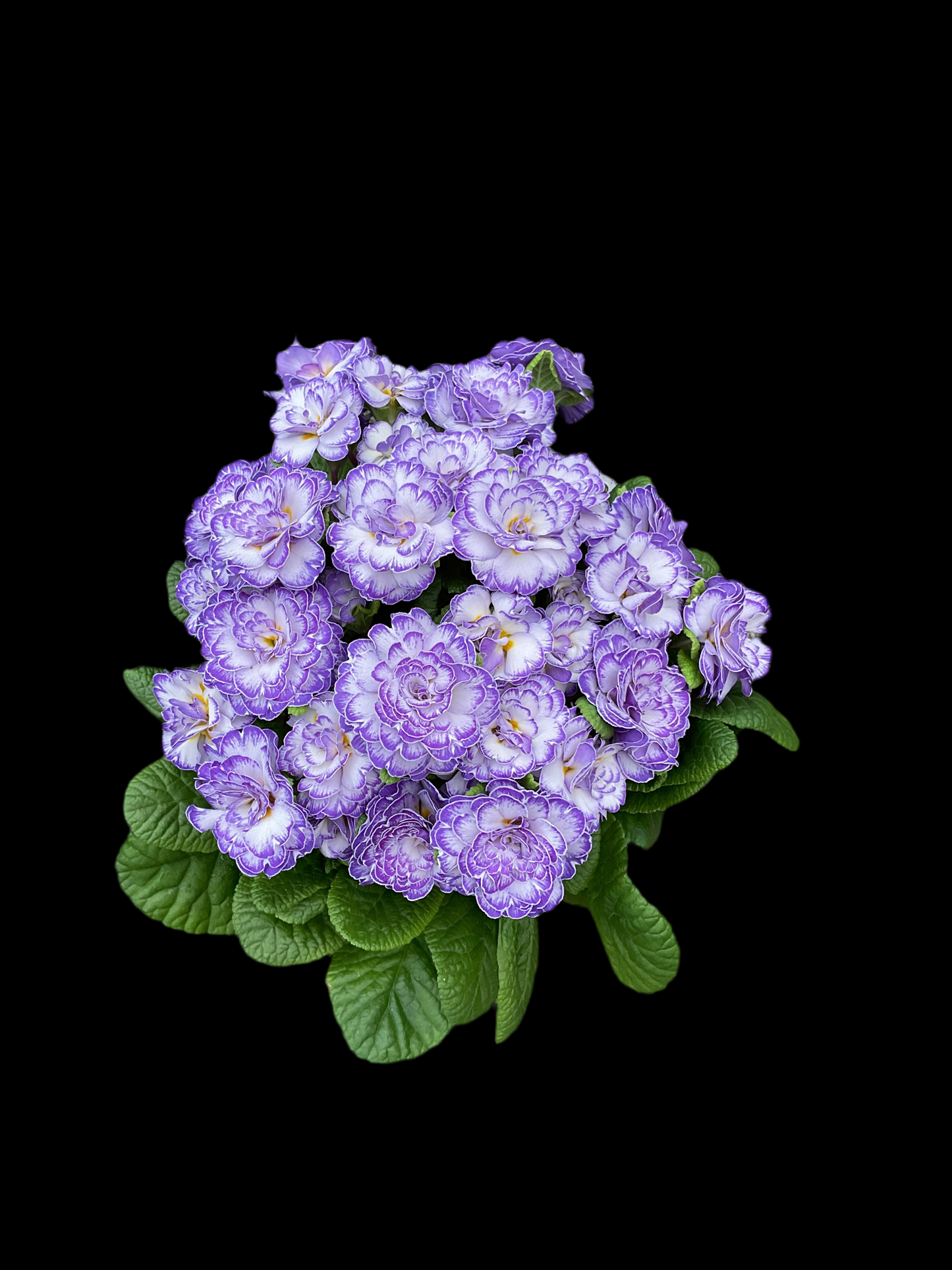 Primula Belarina ‘Blue Ripples’ P13