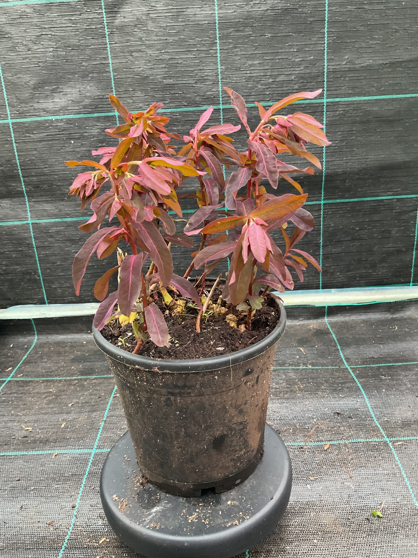 Euphorbia dulchis ‘Chameleon’ P15
