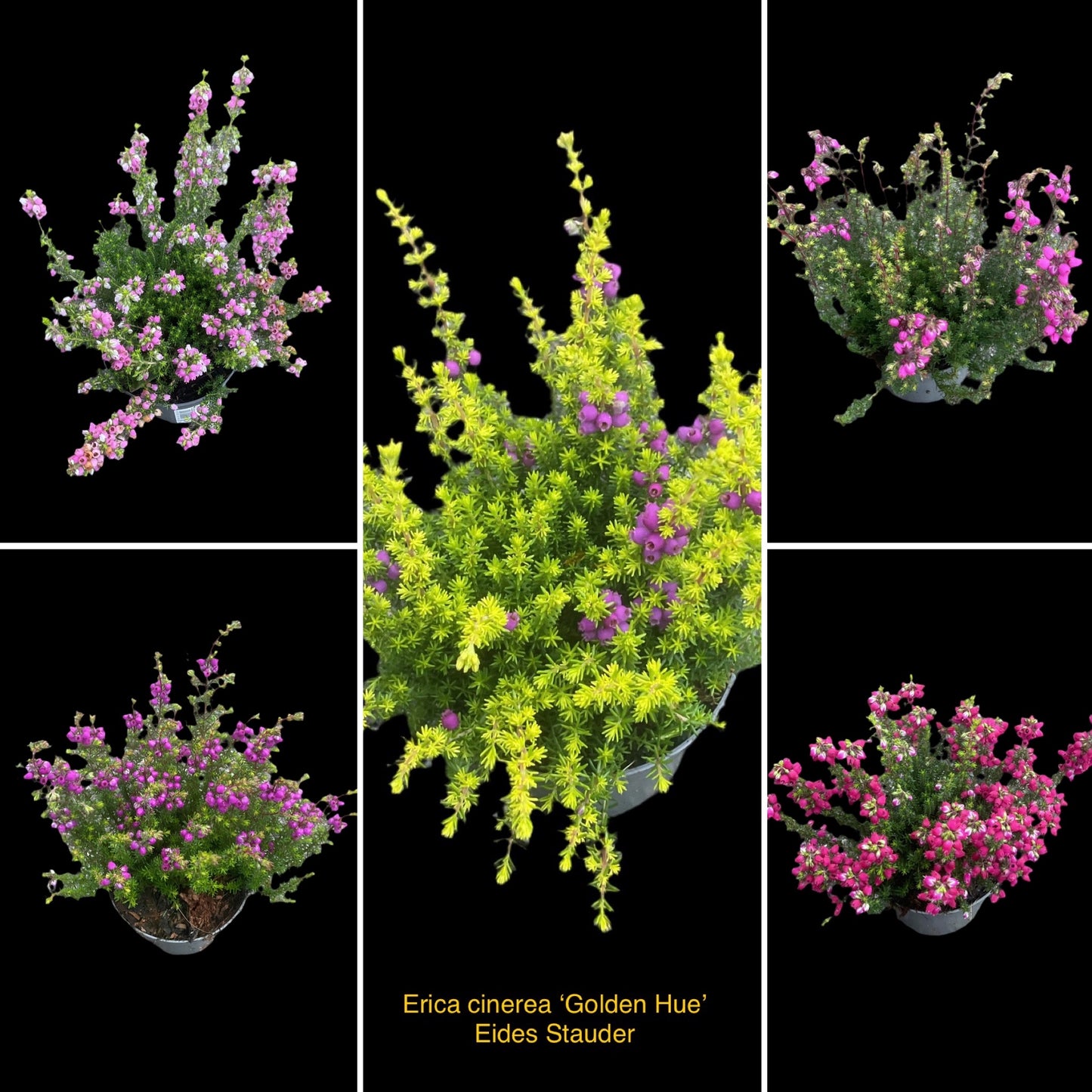 Erica cinerea Kolleksjon i 5 farger P9