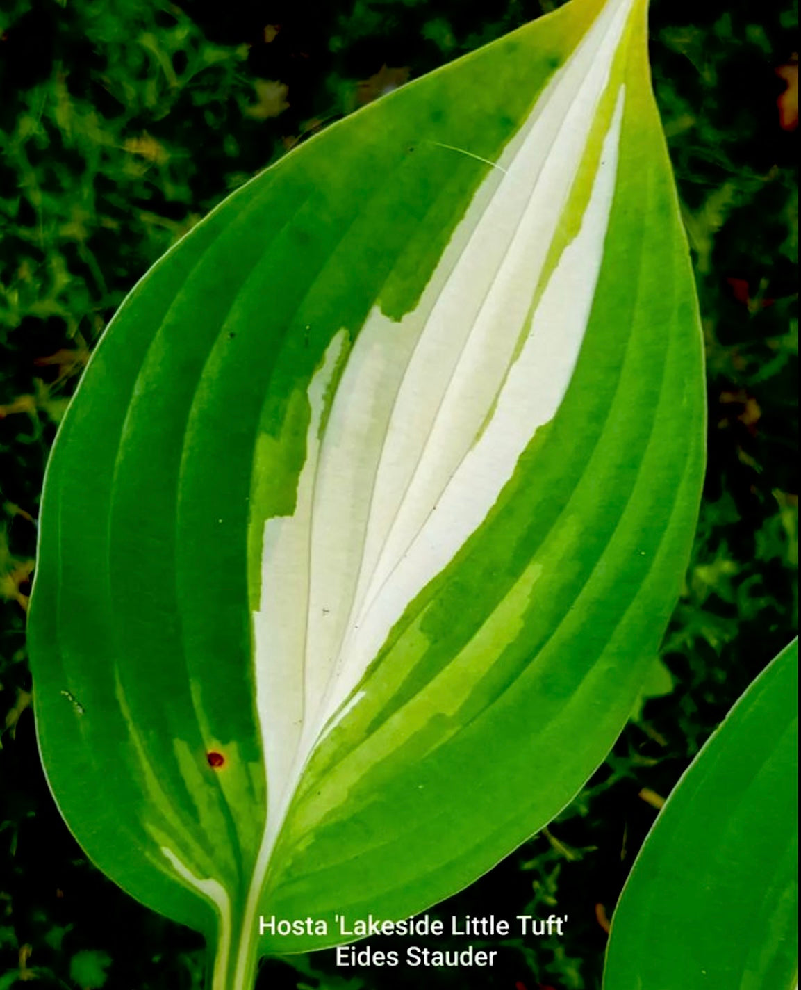 Hosta ‘Lakeside Little Tuft’