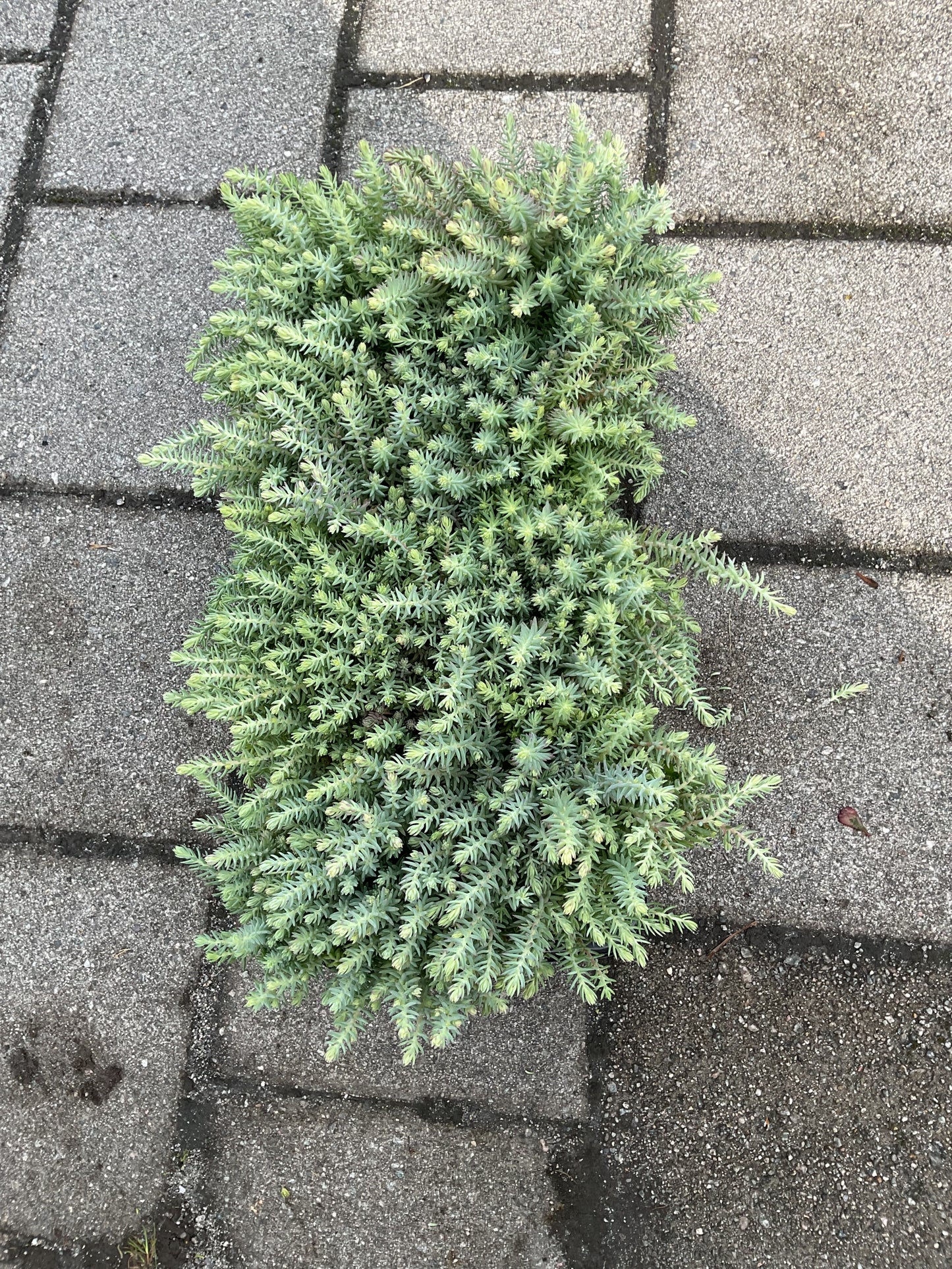 Sedum reflexum ‘Blue Cushion’ P12