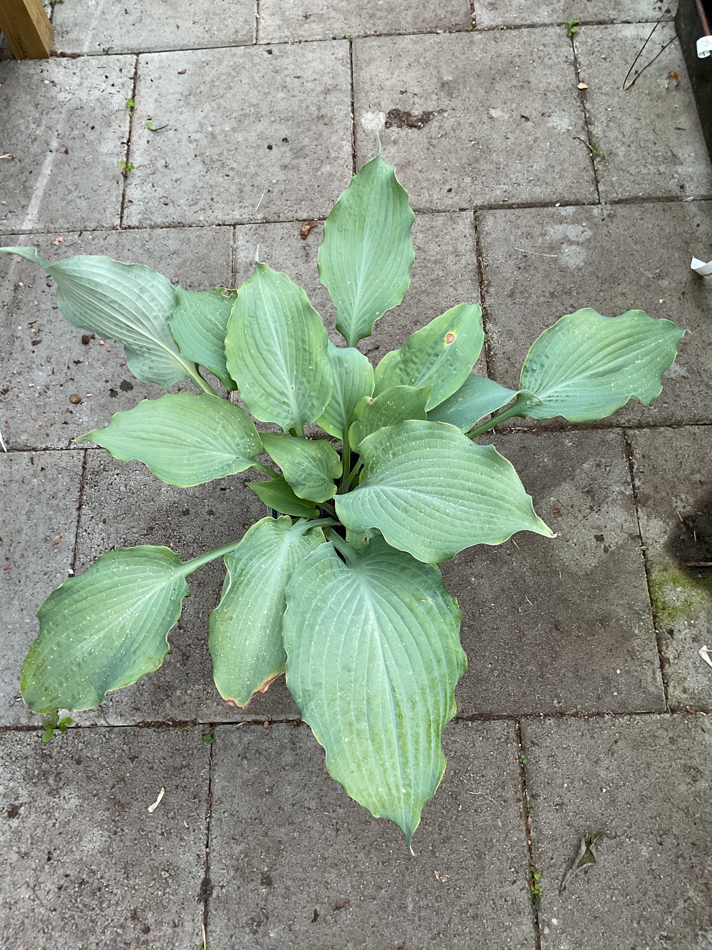 Hosta ‘Diamond Lake’
