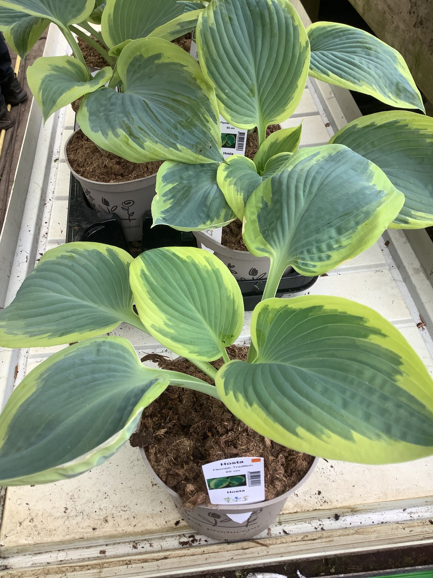 Hosta ‘Flemish Tradition’ P15
