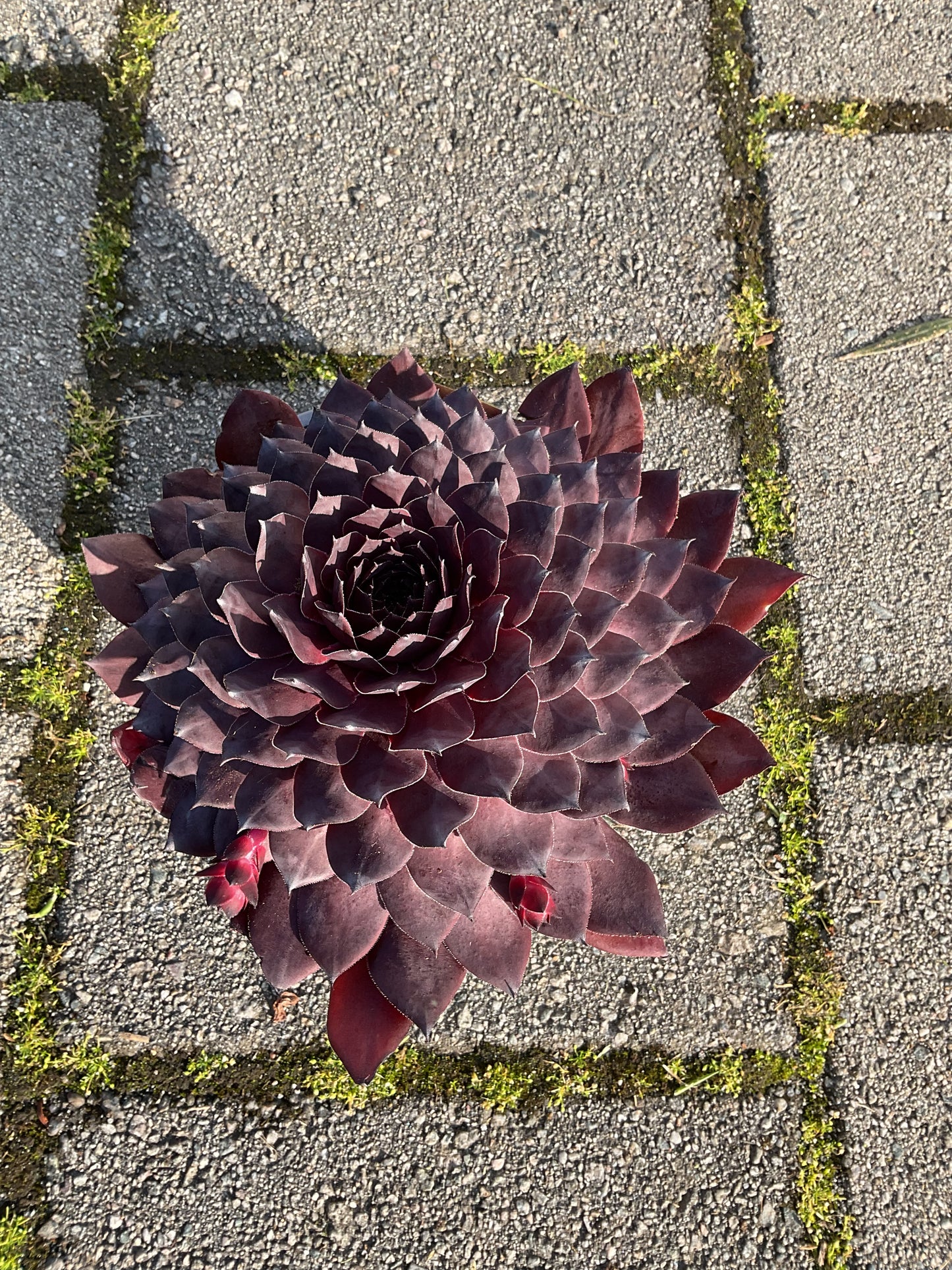 Sempervivum ‘Big Sam’™️ ‘Black Cherry’ P17