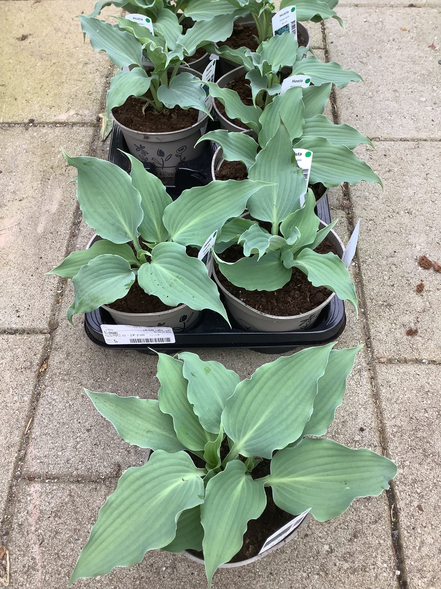 Hosta ‘Waterslide’ P15