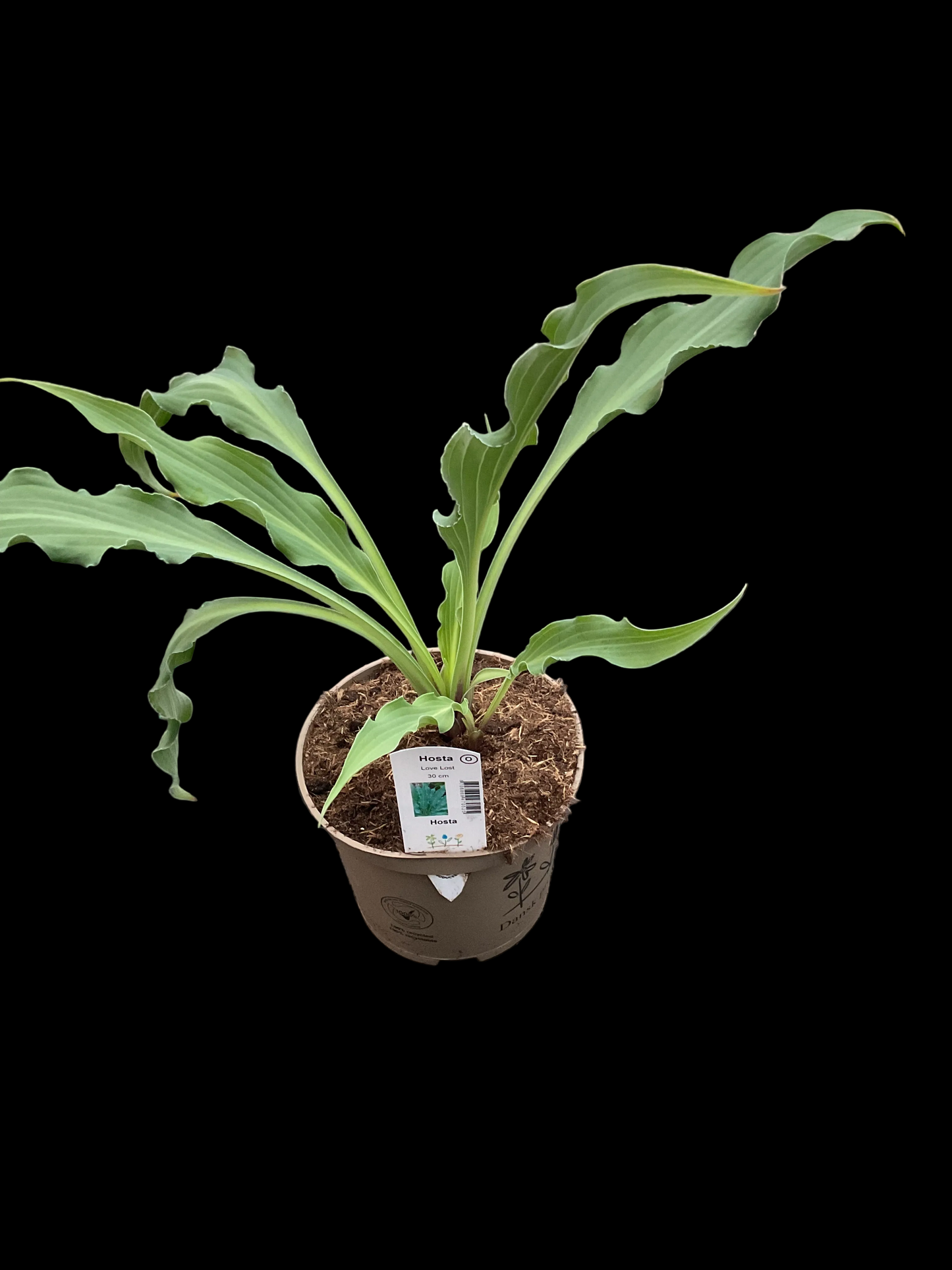Hosta ‘Love Lost’ P15