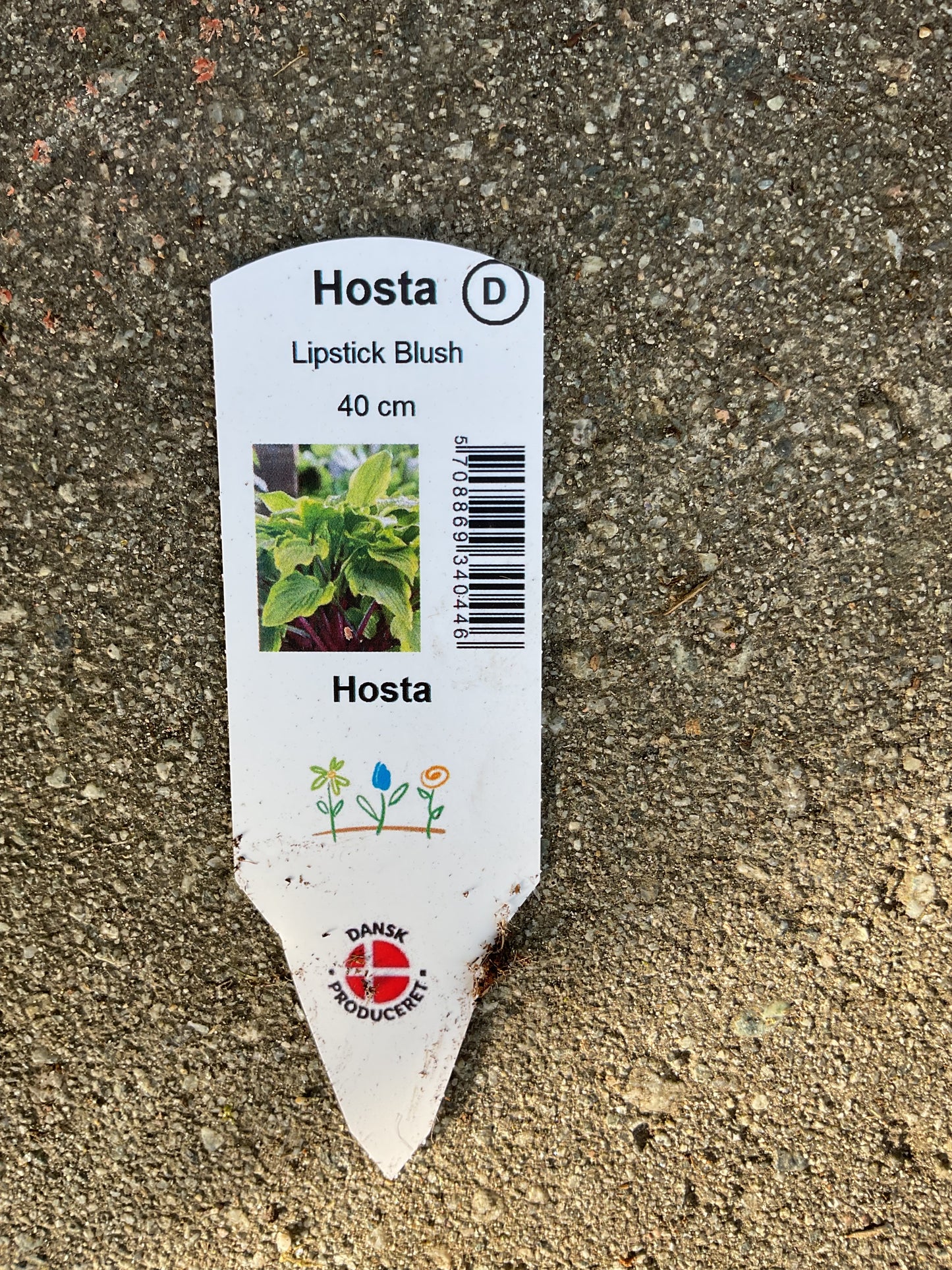 Hosta ‘Lipstick Blush’ P15