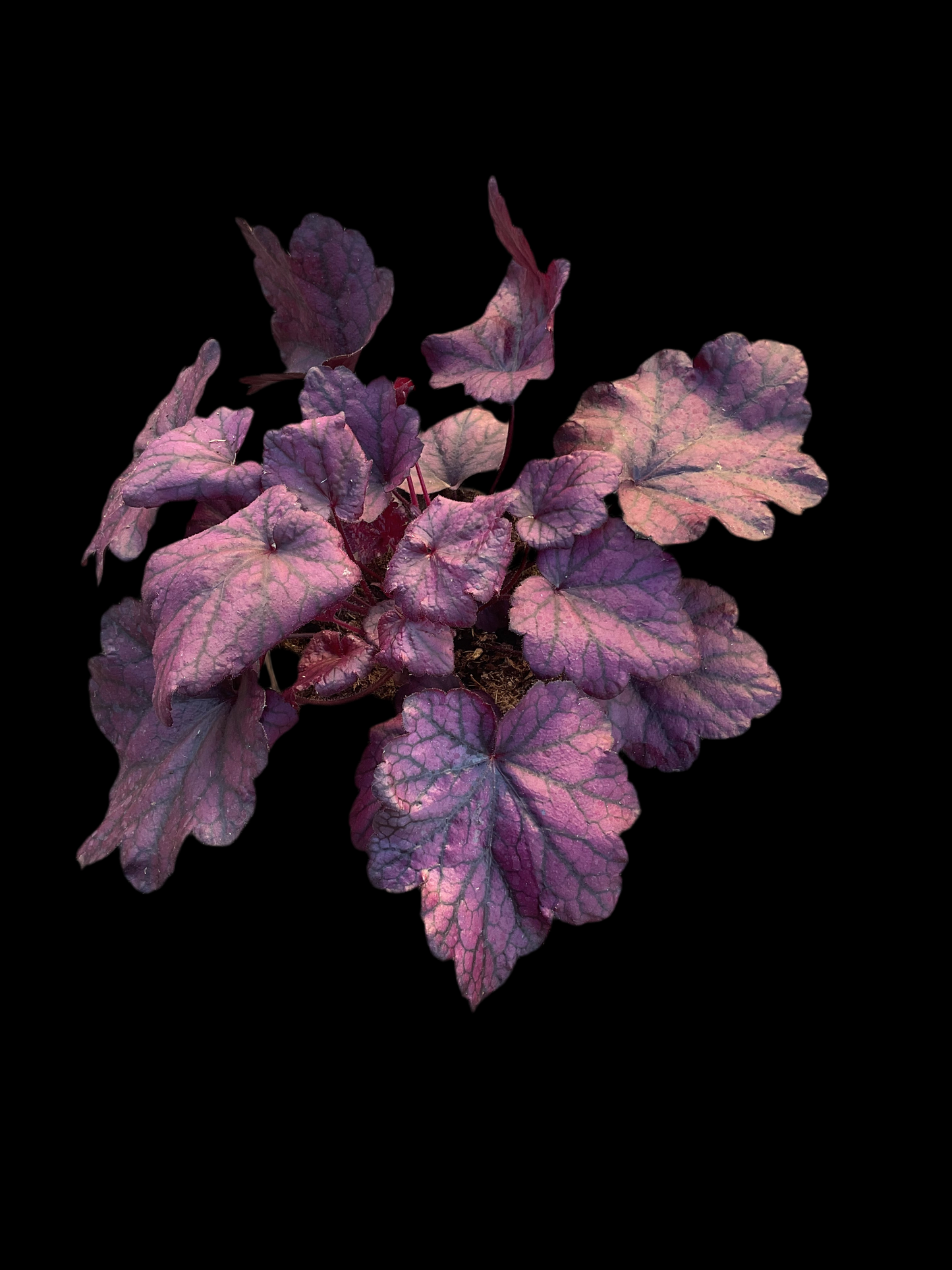 Heuchera ‘Electric Plum’ P15