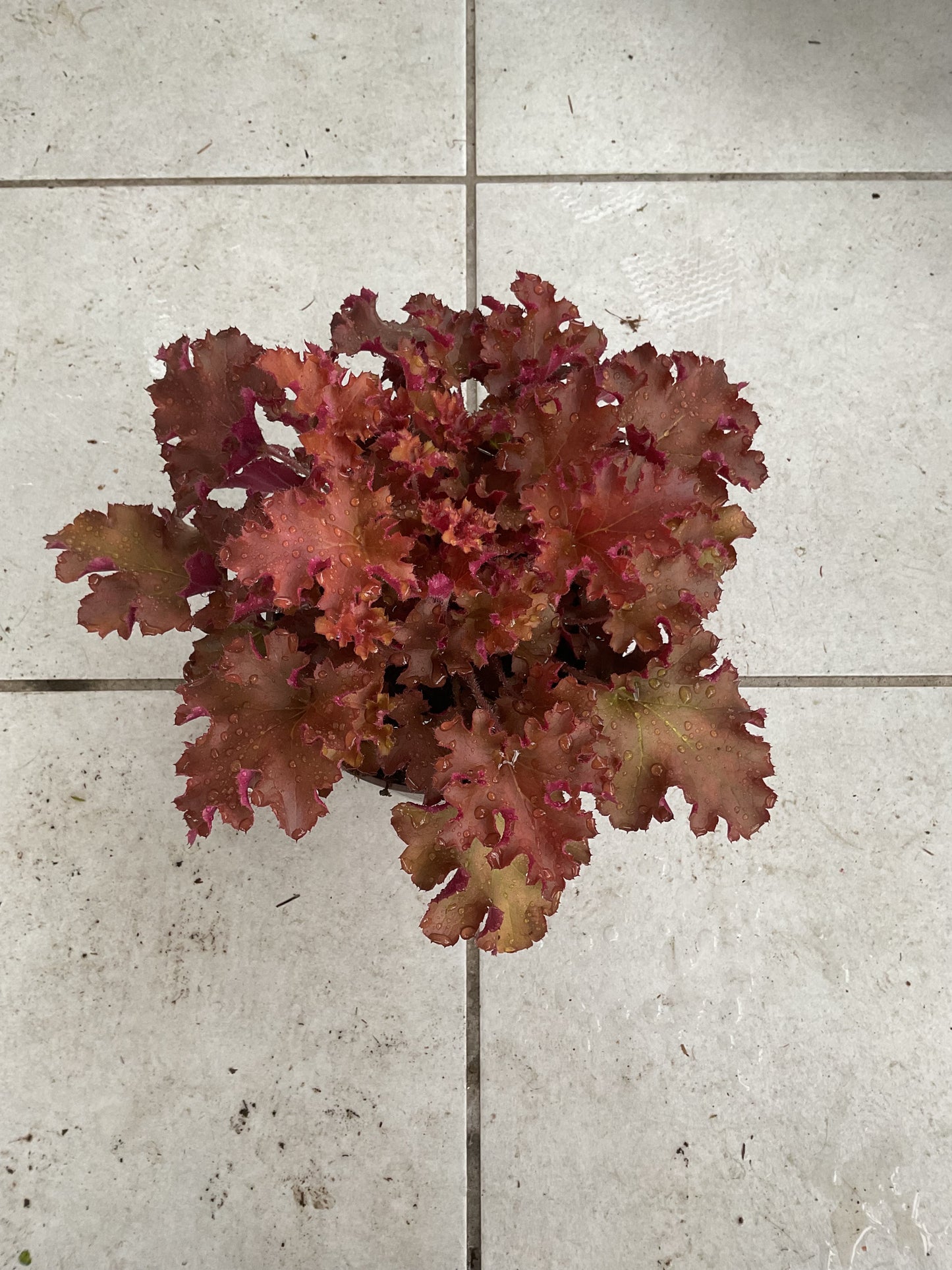 Heuchera ‘Gojiberry’ P15