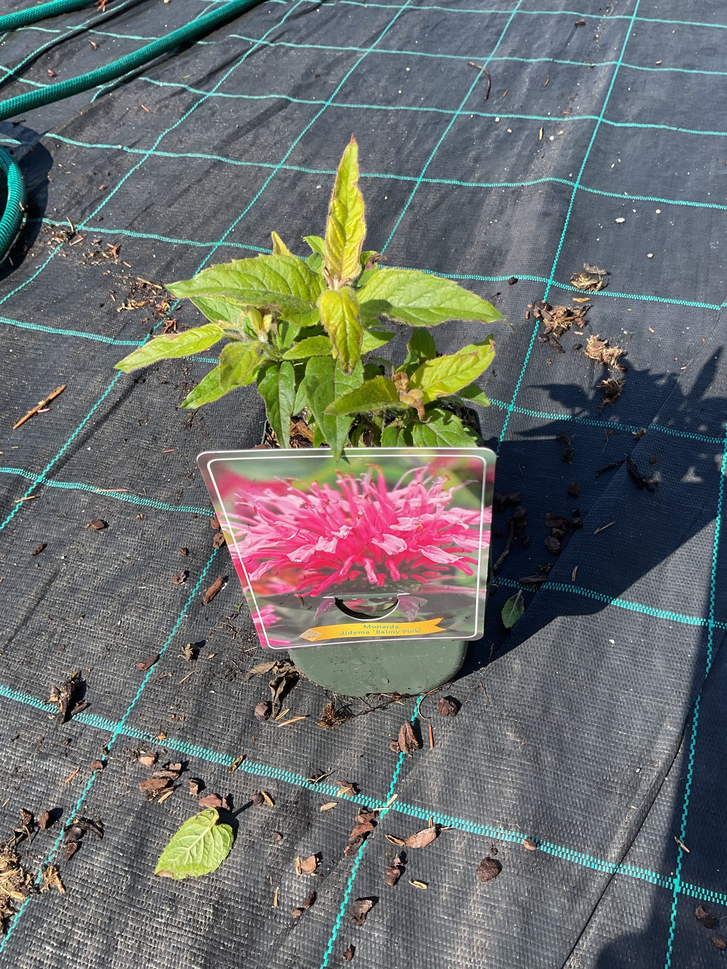 Monarda didyma ‘Balmy Pink’ P11x11
