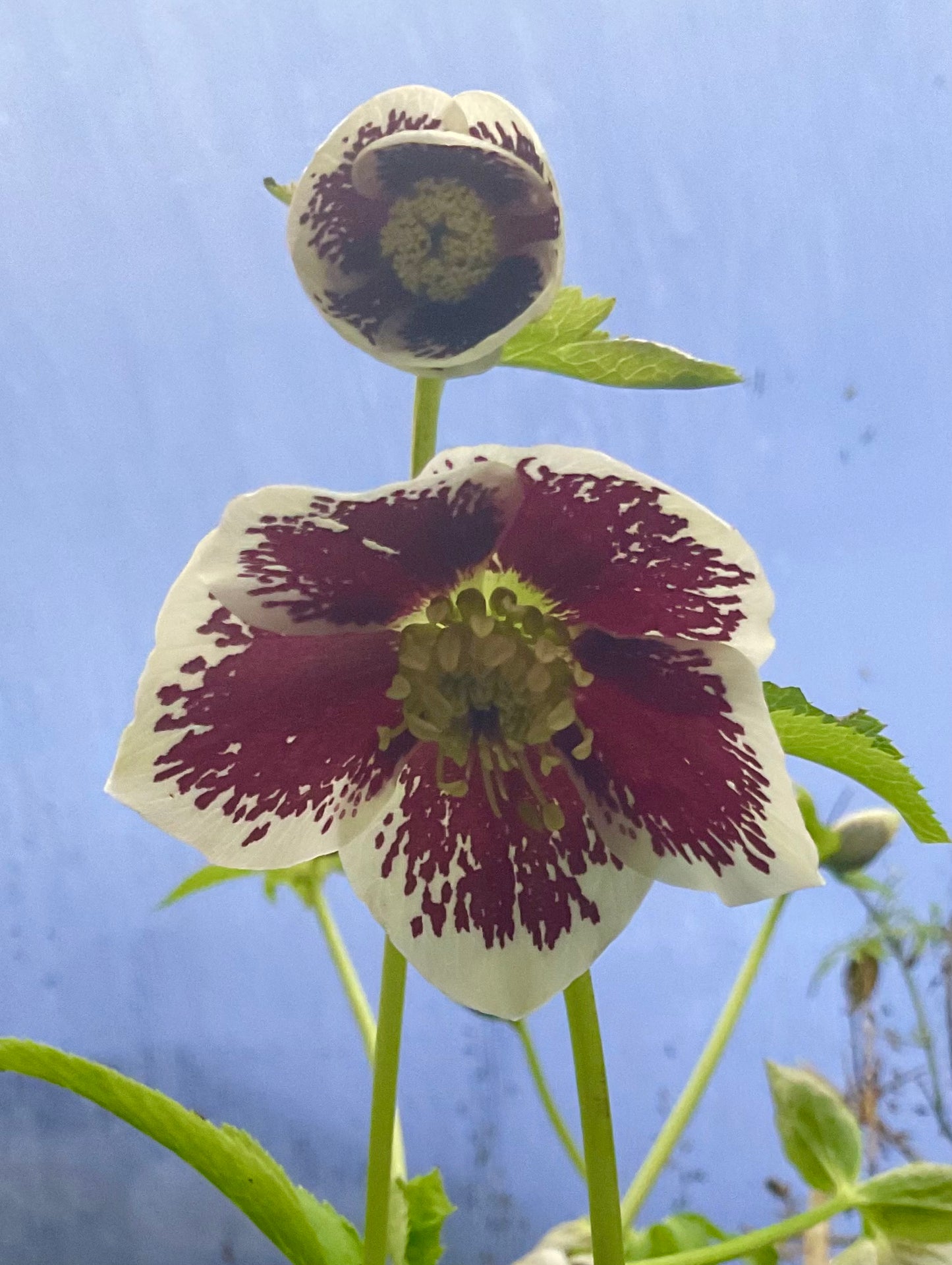 Helleborus orientalis ‘Romantic Getaway’ P17