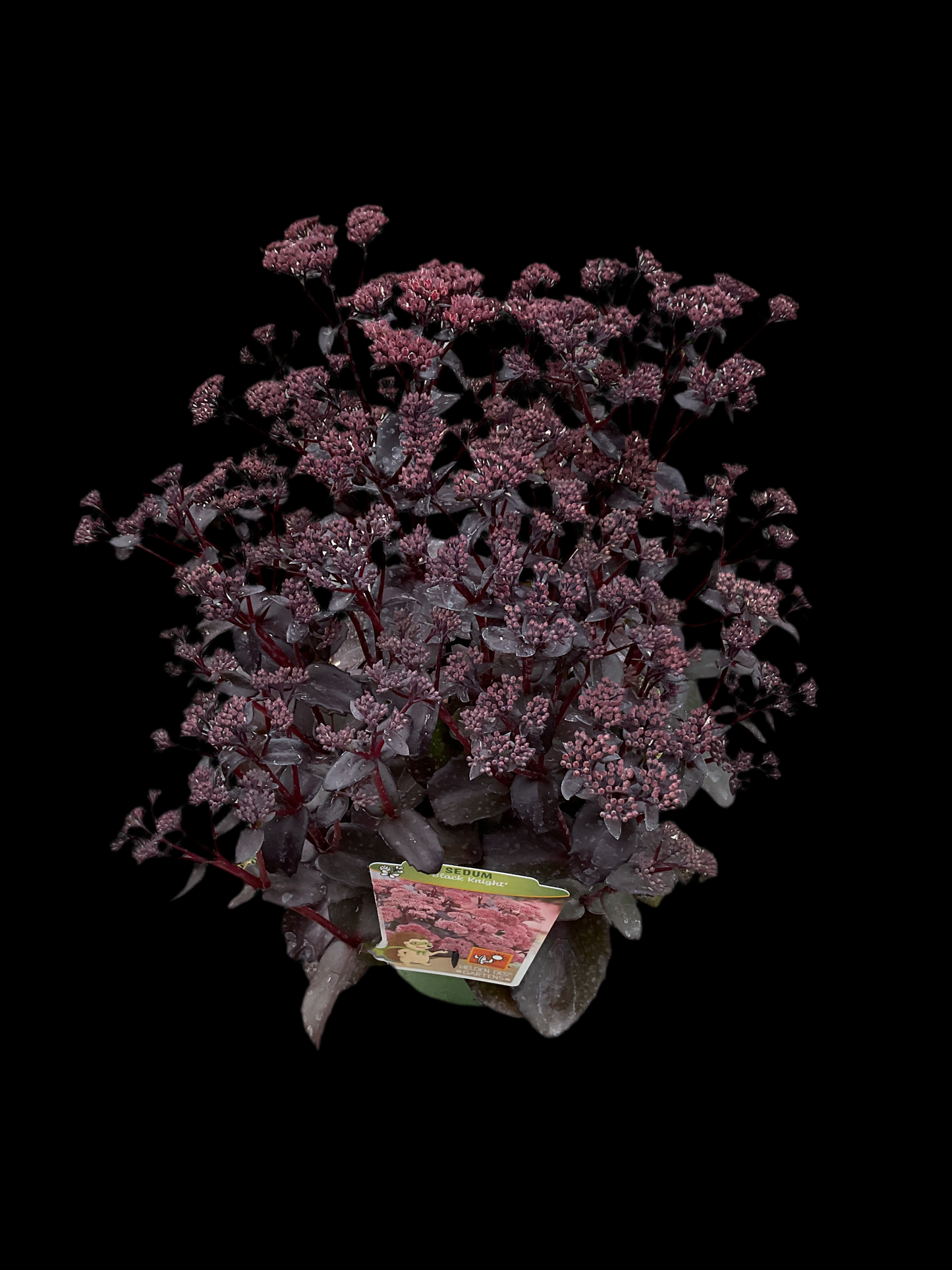 Sedum telephium ‘Black Knight’ P19