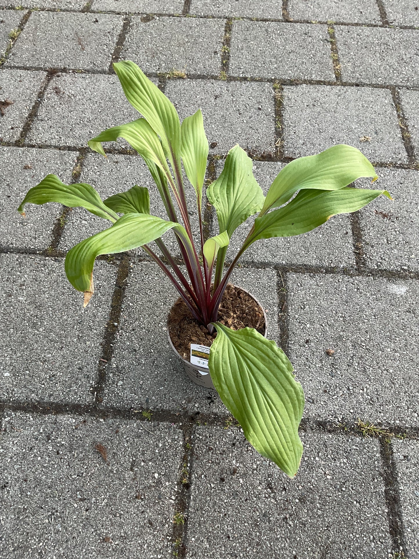 Hosta ‘Lipstick Blonde’ P15
