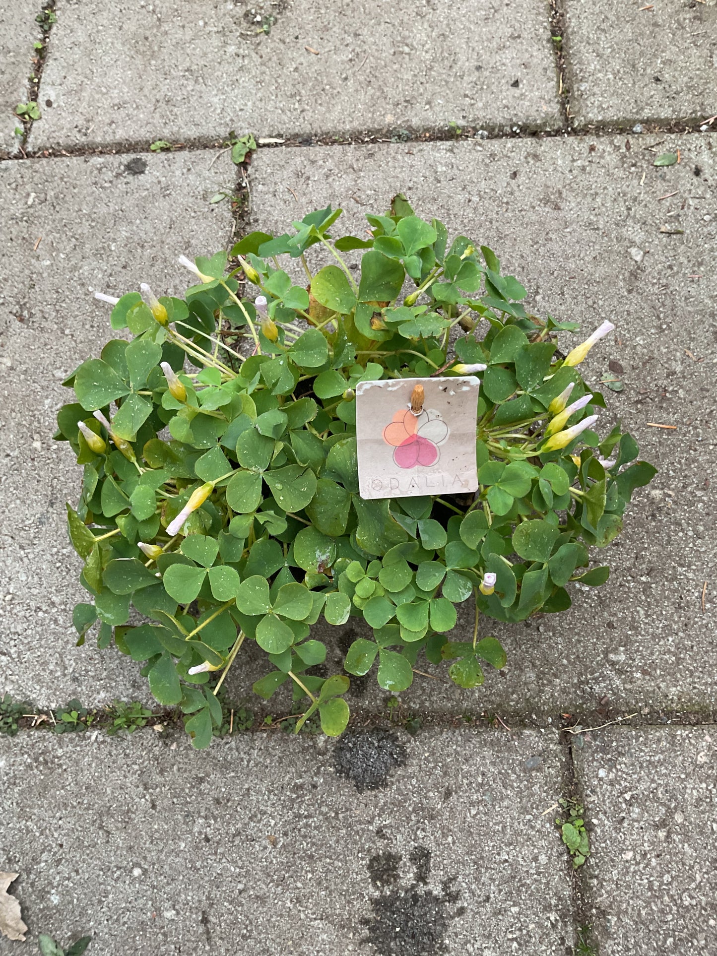 Oxalis hybrid ‘Odalia’ p12