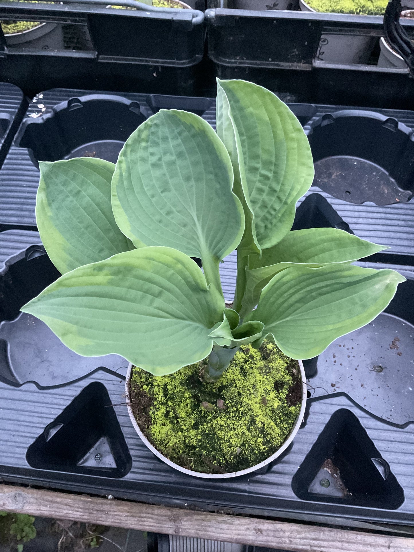 Hosta ‘Mayan Moon’ P15