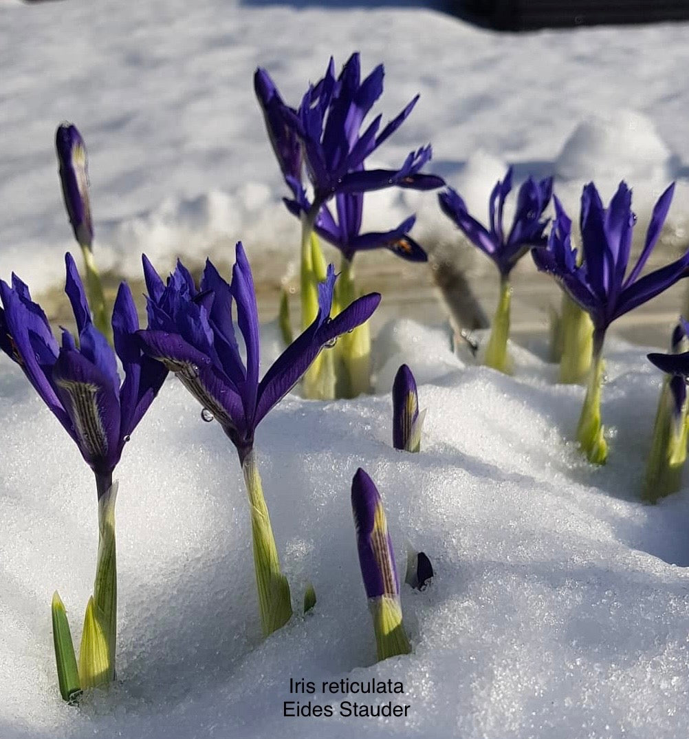 Iris reticulata