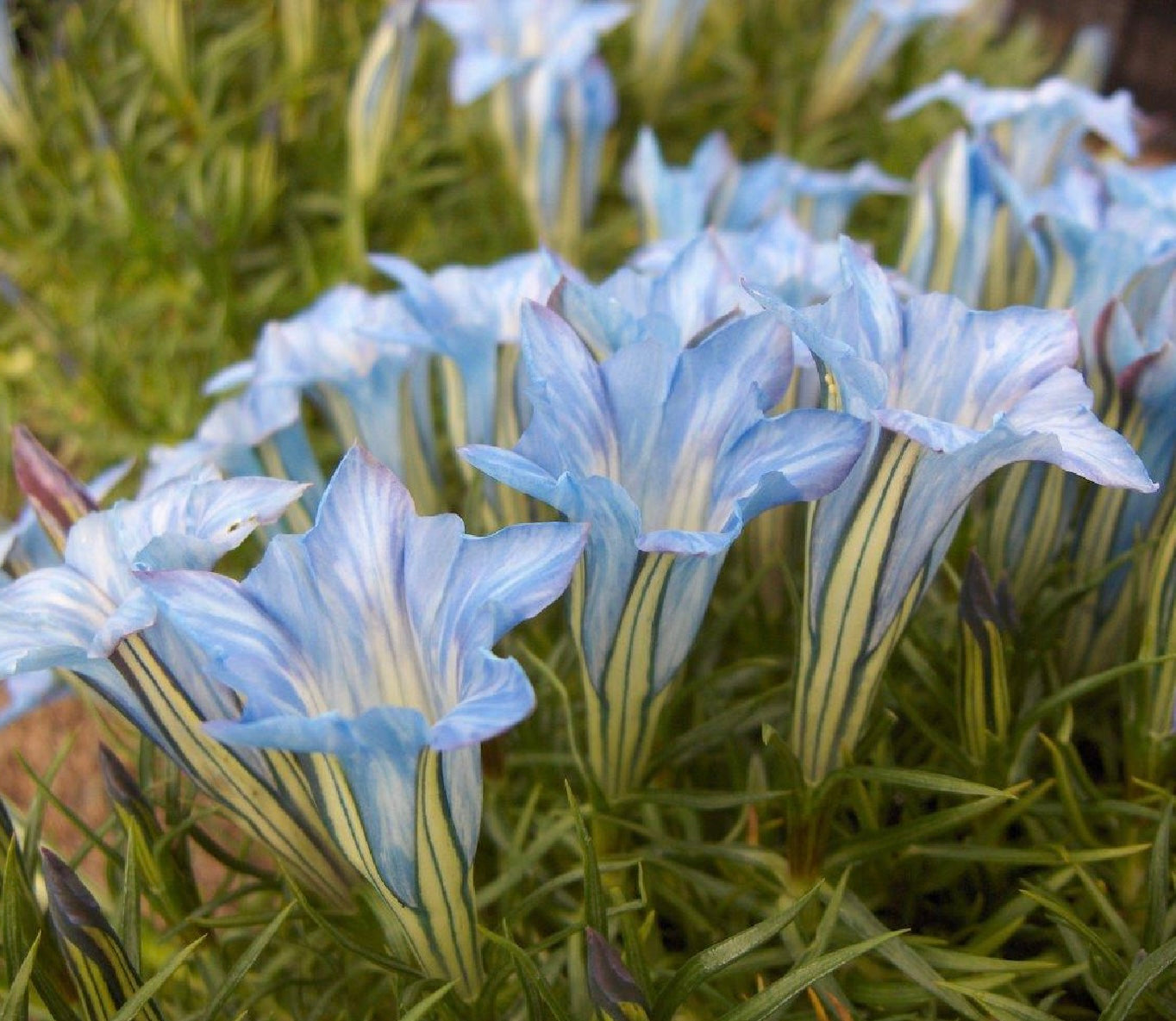 Gentiana s-ornata ‘Strathmore’ P17